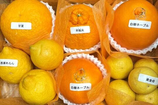 アワード受賞】3/28より順次発送 仲屋の柑橘5種 食べ比べセット 約2kg