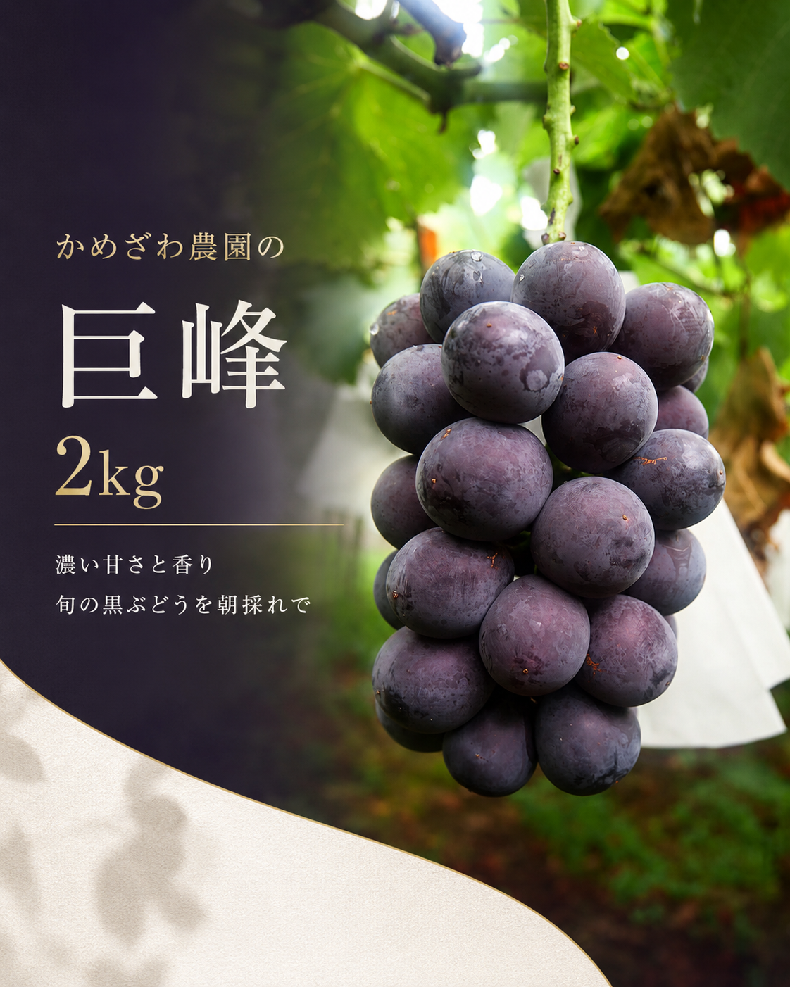 8月発送】山梨県産 巨峰 2kg｜朝採れ・濃い甘さと香りの黒ぶどう：山梨