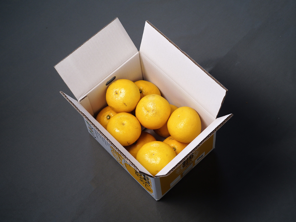 香りで家が柑橘畑になる土佐文旦【家庭用5kg】：高知県産のみかん