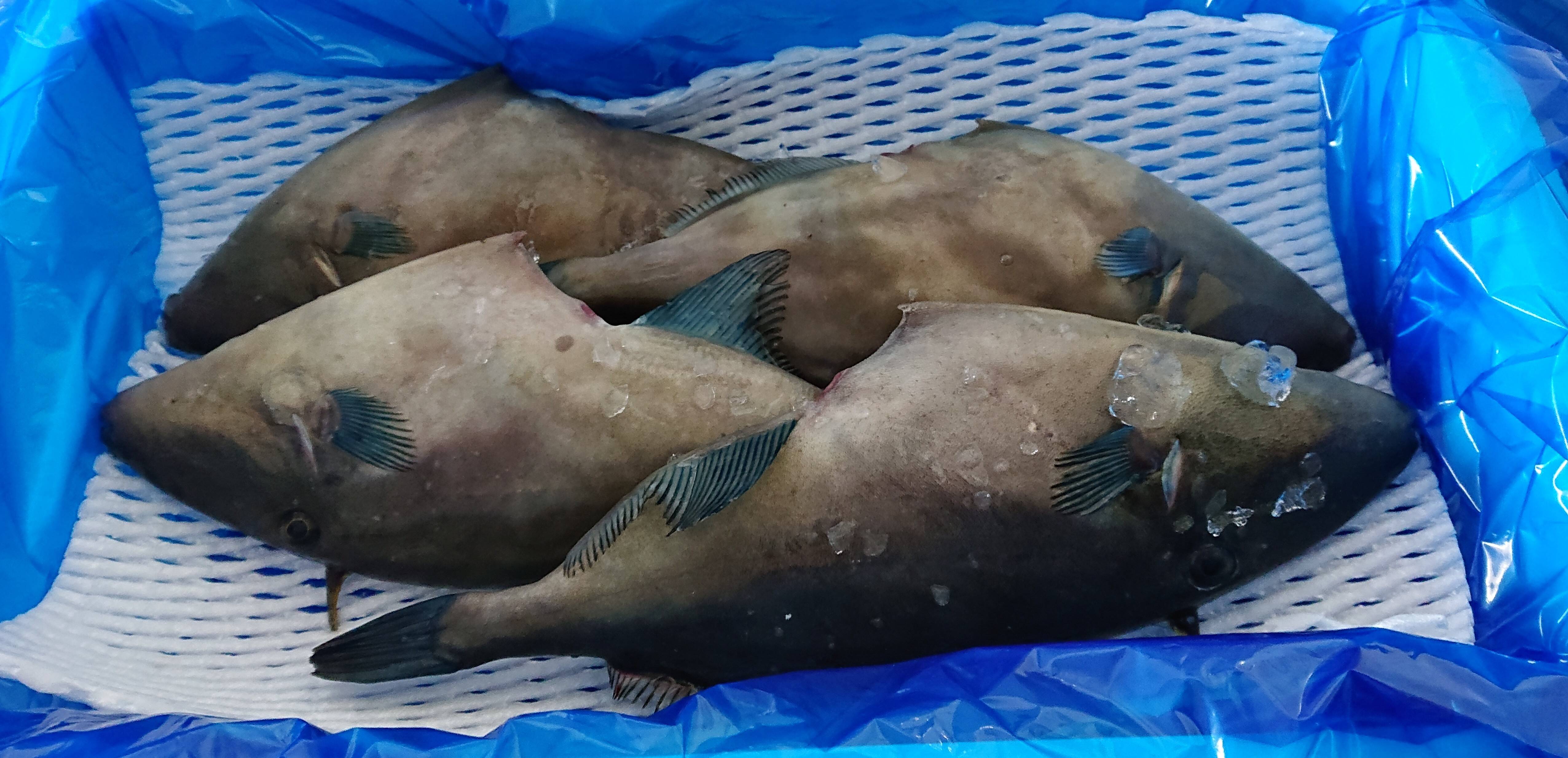 新潟県粟島産 日本海産天然ウマヅラハギ2kg 新潟県産 食べチョク 農家 漁師の産直ネット通販 旬の食材を生産者直送