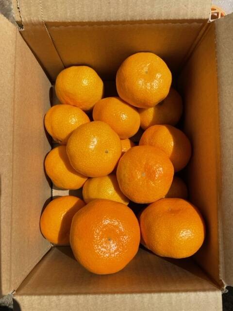 倉橋ミカン食べてクレ園の、いしじみかん（3kg）広島県 倉橋島いしじ