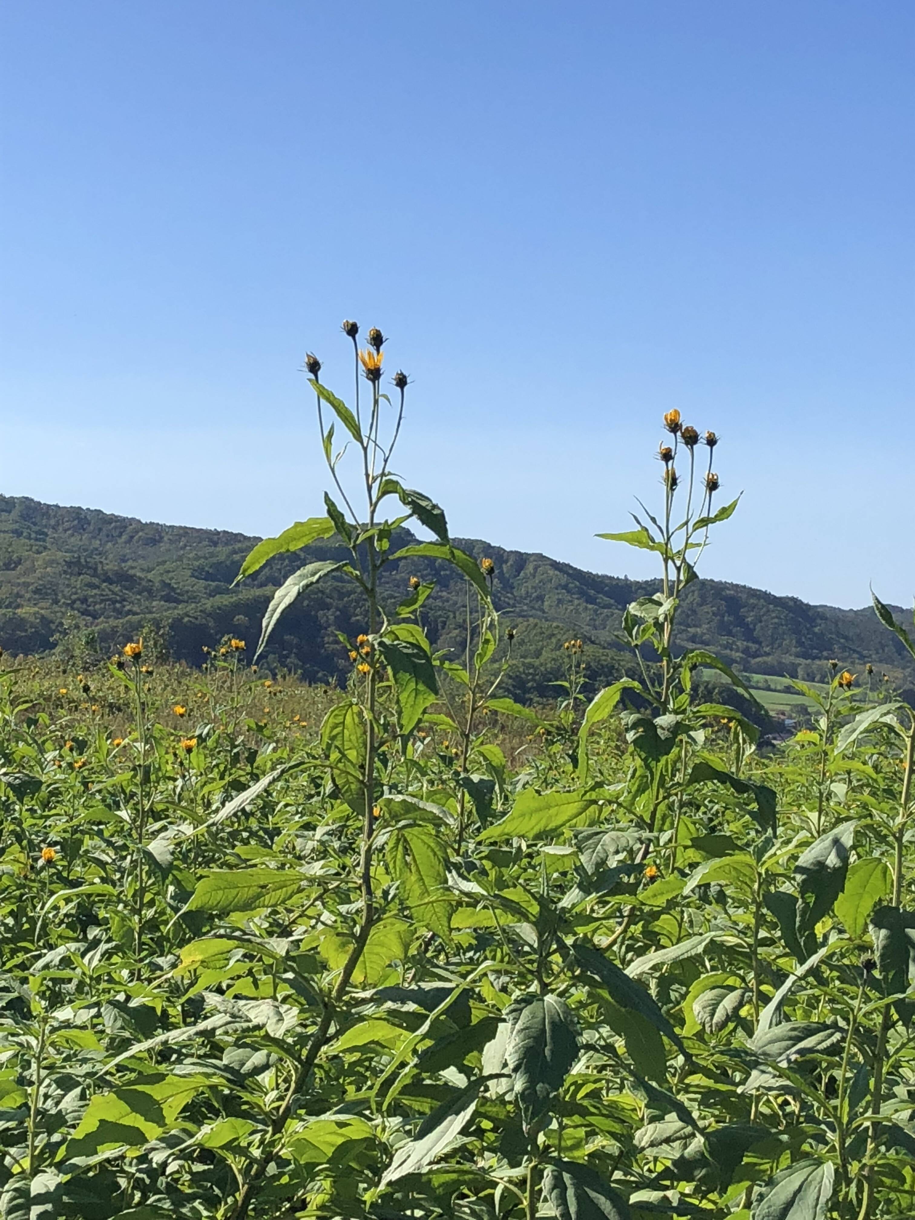 菊芋 の 栽培 方法