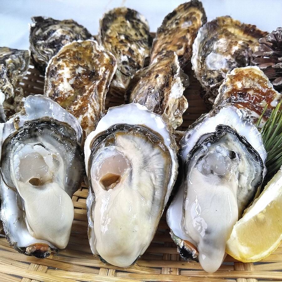 【休業日はプロフ参照】生牡蠣「牡蠣 １０ｋｇ」 （目安90粒）殻付き 牡蠣 殻付き 牡蛎 牡蠣 殻付 宮城県産 10キロ 無選別牡蠣 カキ 加熱用 松島牡蠣屋 海鮮 BＢＱ バーベキュー 10％OFF設定中】加熱用10kg 10名様用の牡蠣☆宮城県産 殻付き