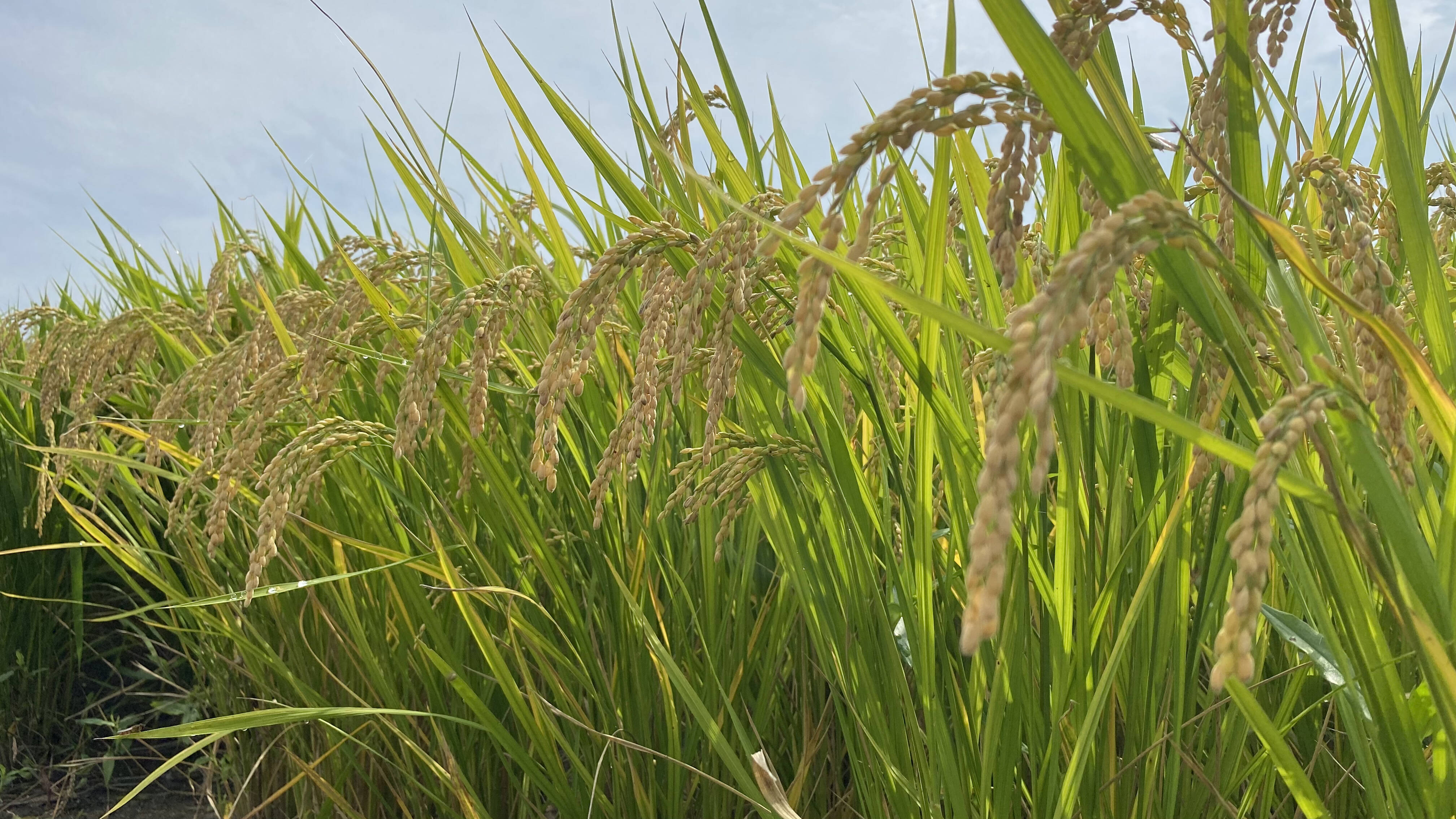 新米】令和4年産 岡山県産きぬむすめ玄米10kg 農家直送！：岡山県産の米｜食べチョク｜産地直送(産直)お取り寄せ通販 - 農家・漁師から旬の食材を直送