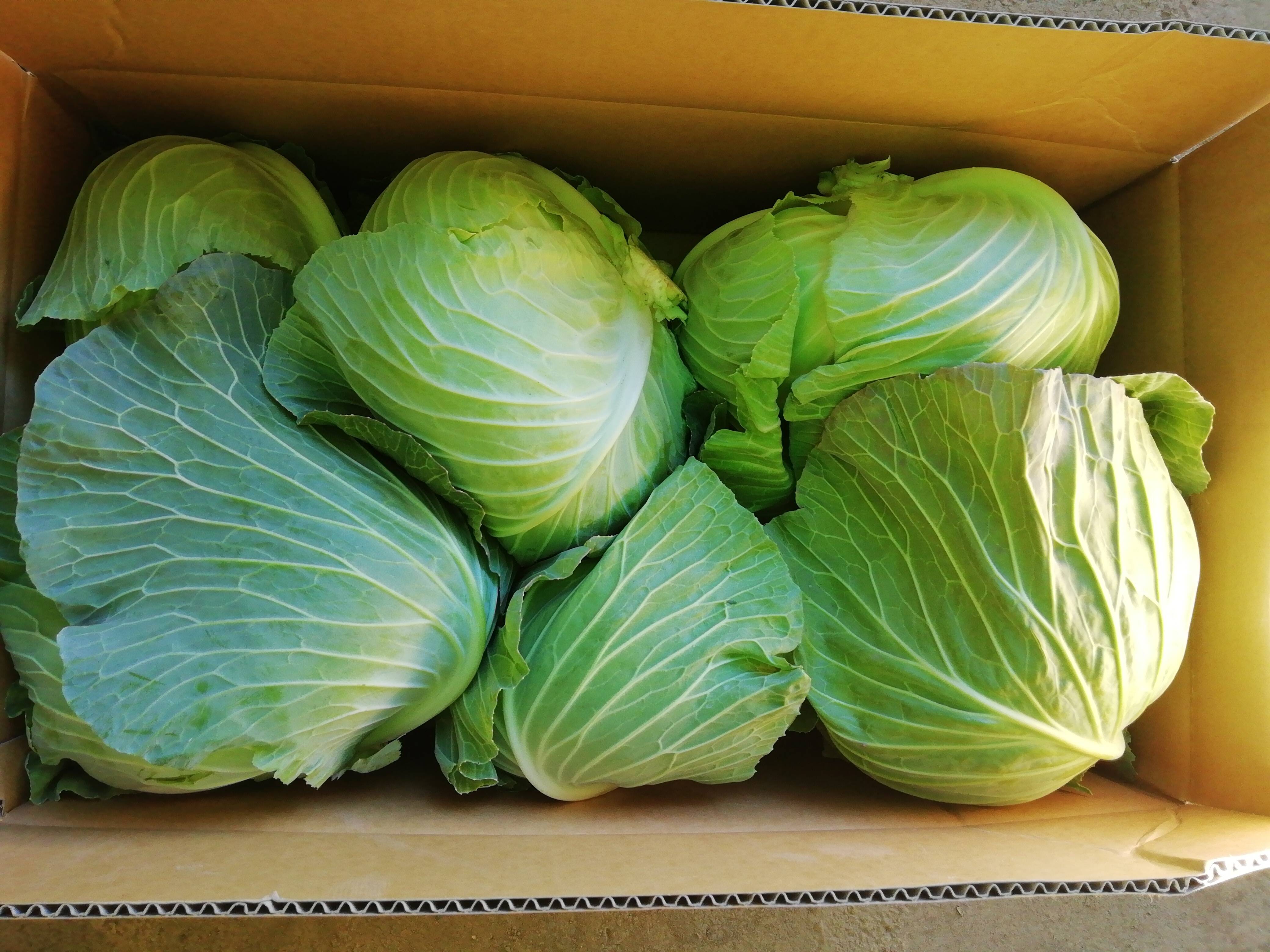 キャベツ 大容量シェアでお得🉐】朝露したたる！超新鮮！朝どりキャベツ 120size