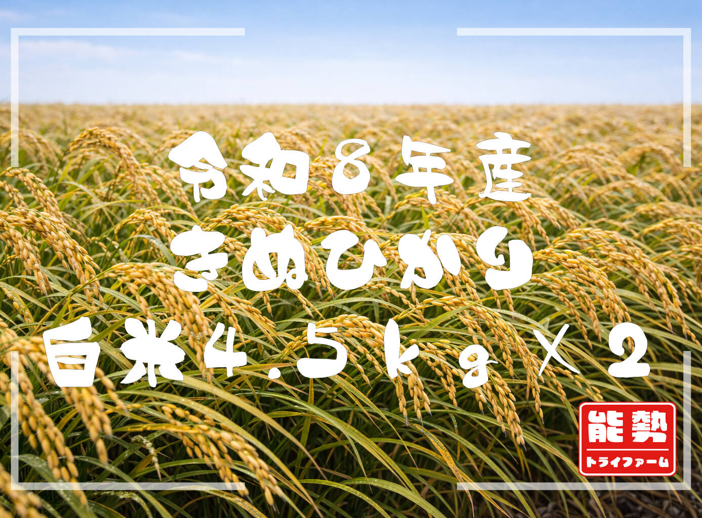 令和8年産新米】○キヌヒカリ9kg(4.5kg×2)○白米：大阪府産のお米