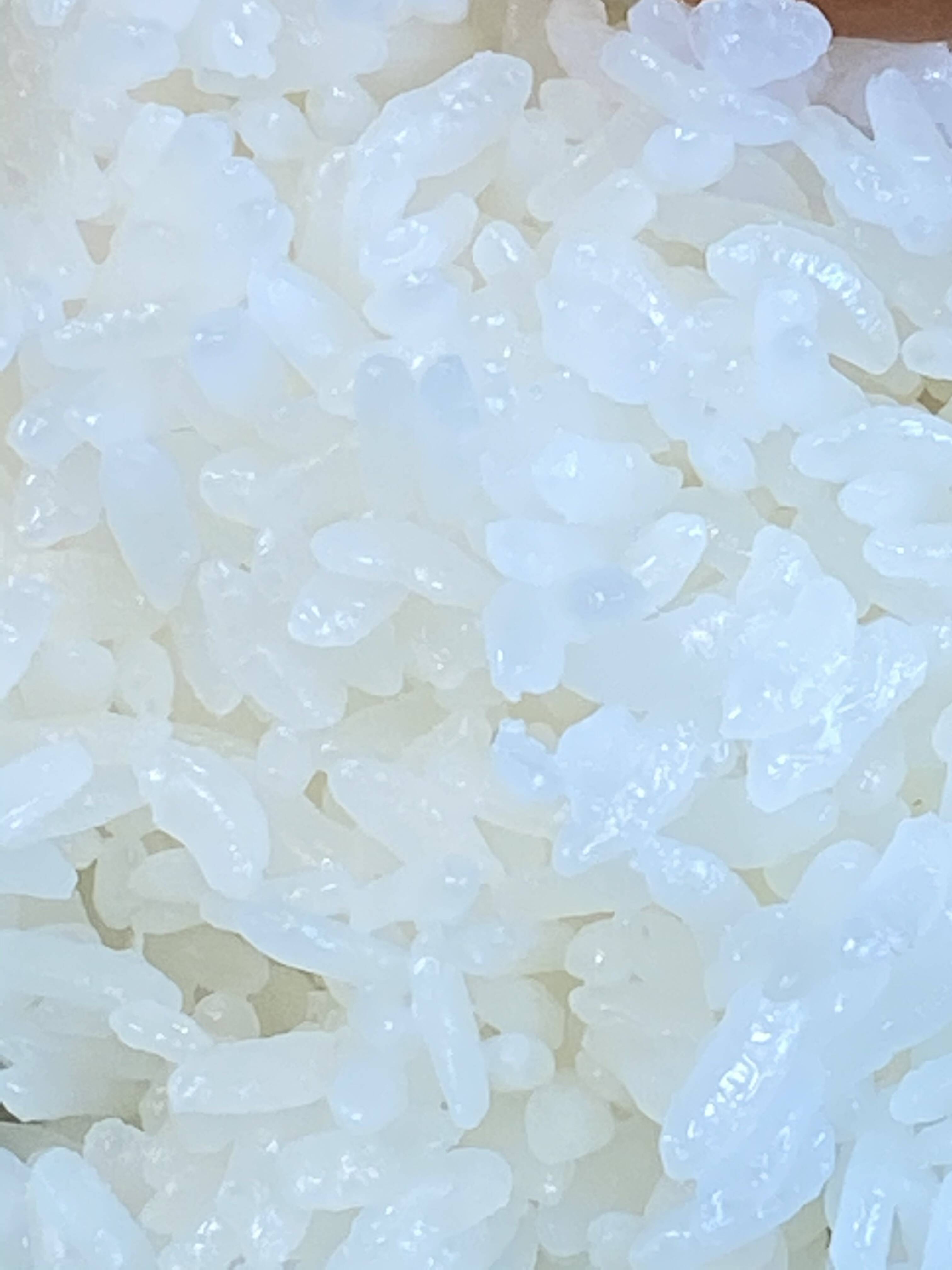 淡路島産米ひのひかり10キロ玄米