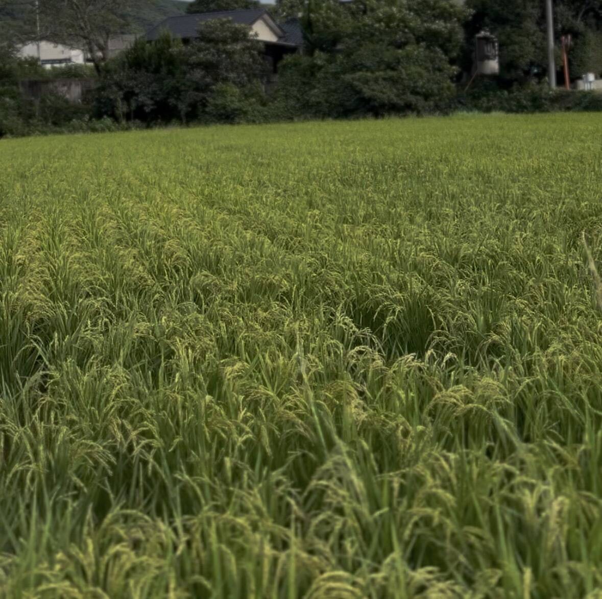 令和8年度産】熊本県産ヒノヒカリ 農家直送 自然栽培米 新米 玄米25k