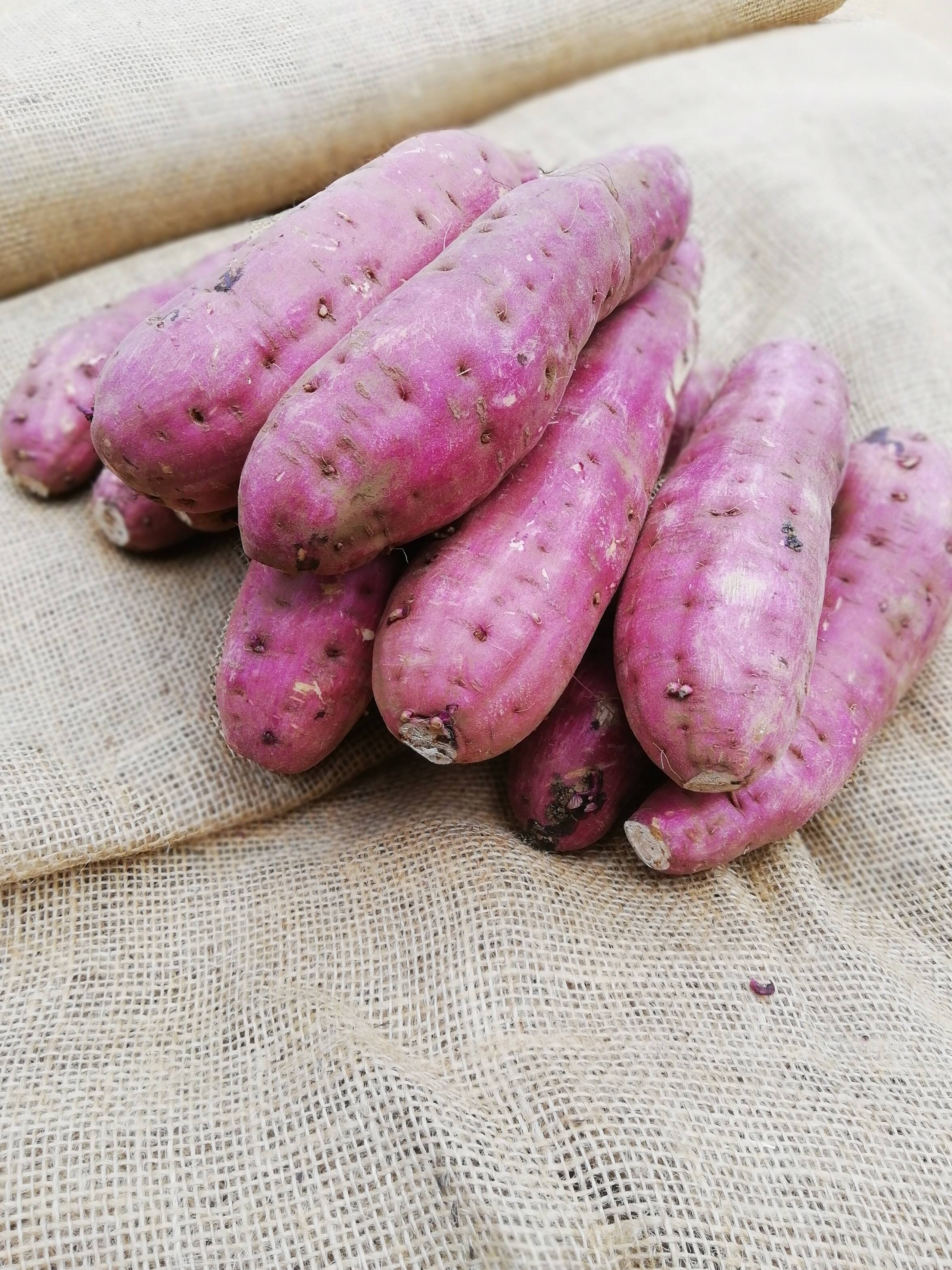 今の時期限定 留守農場の新さつまいも 紅はるか 5 千葉県産 食べチョク 農家 漁師の産直ネット通販 旬の食材を生産者直送