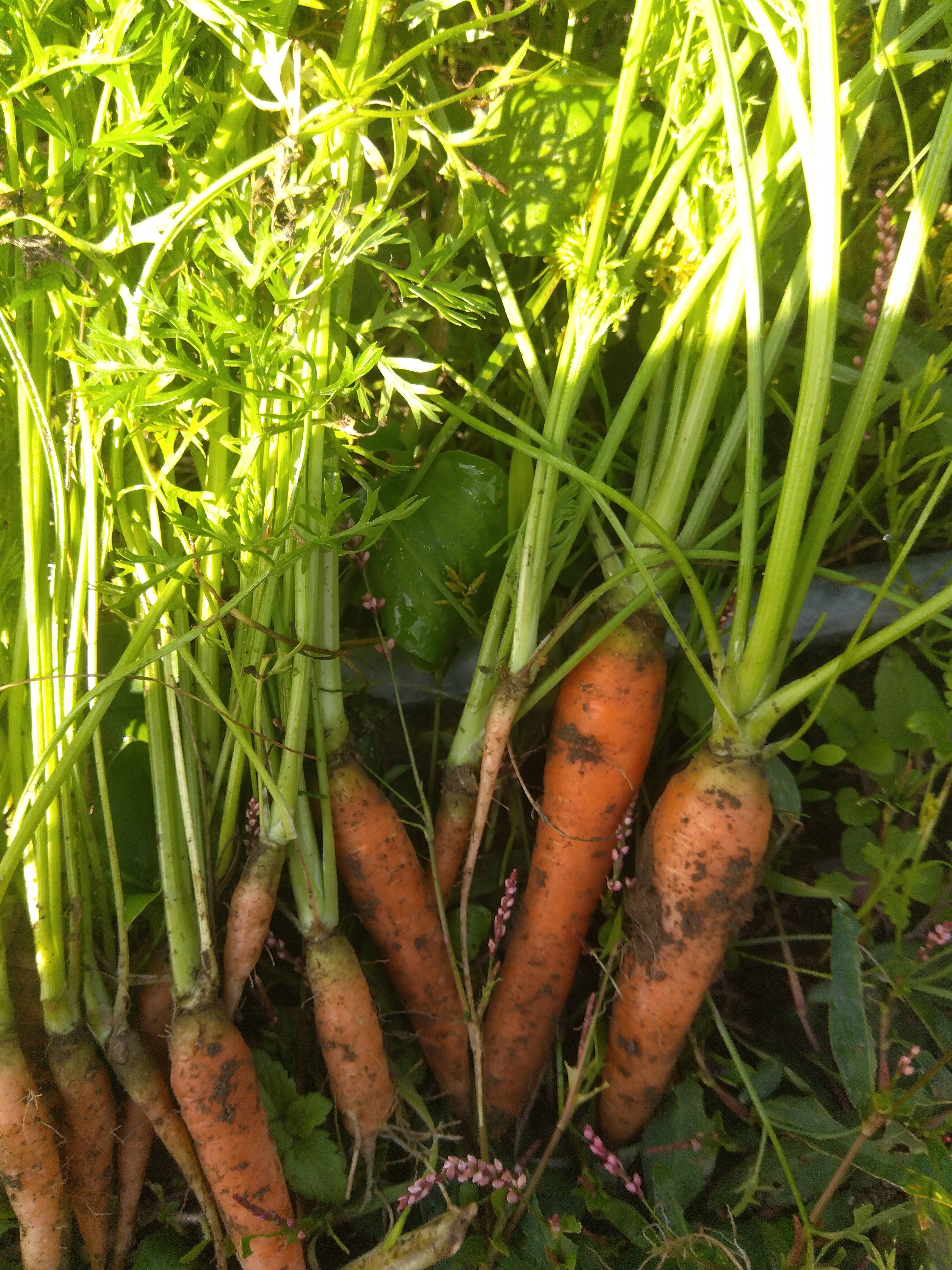 碧南人参 4.5kg - 野菜