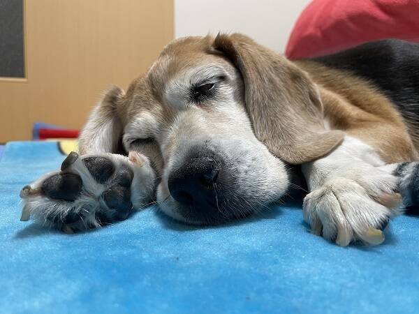 前庭疾患の愛犬が黒にんにくを食べて元気に 食べチョク 産地直送 産直 お取り寄せ通販 農家 漁師から旬の食材を直送