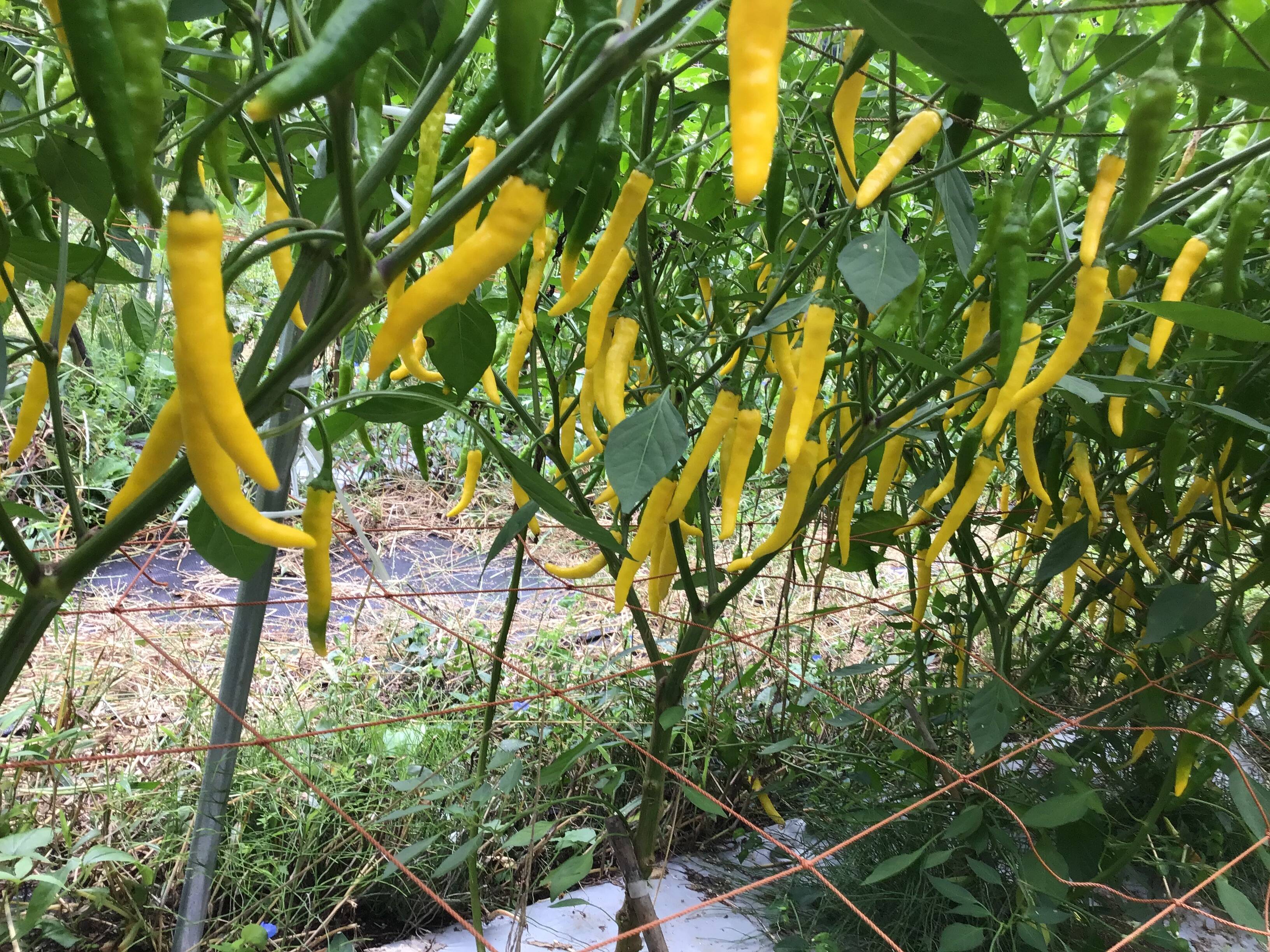 黄金とうがらし500g：青森県産のその他唐辛子｜食べチョク｜産地直送