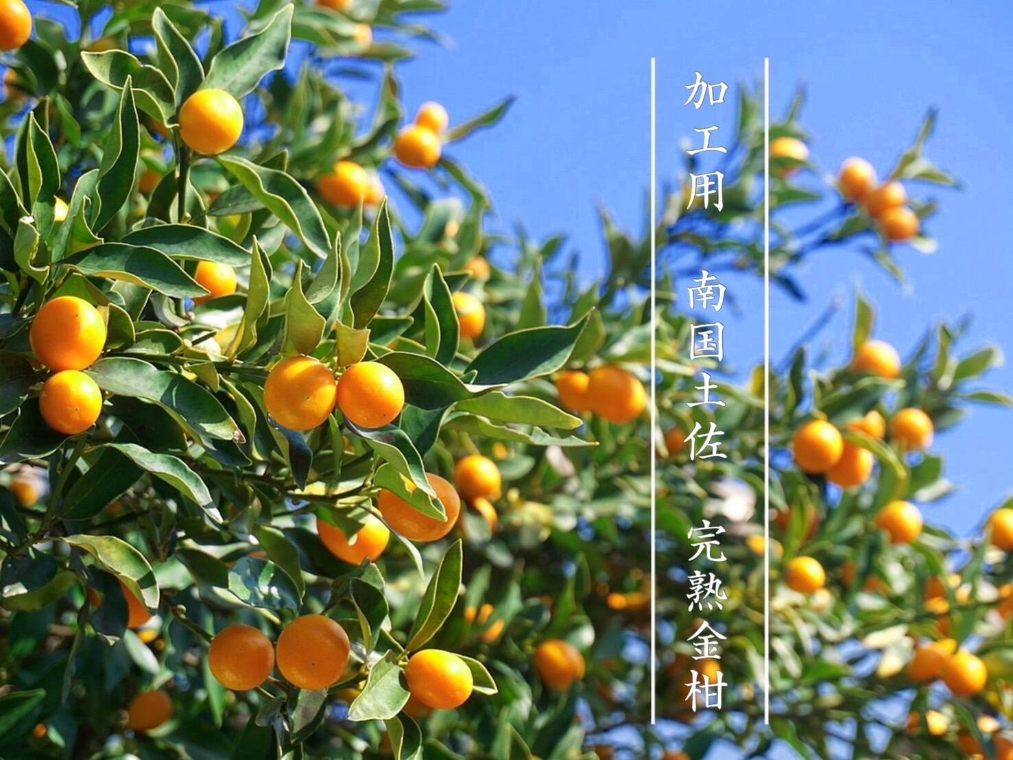 金柑500g、広島県産産地直送家庭用農薬不使用 金柑500g、広島県産産地直送家庭用農薬不使用