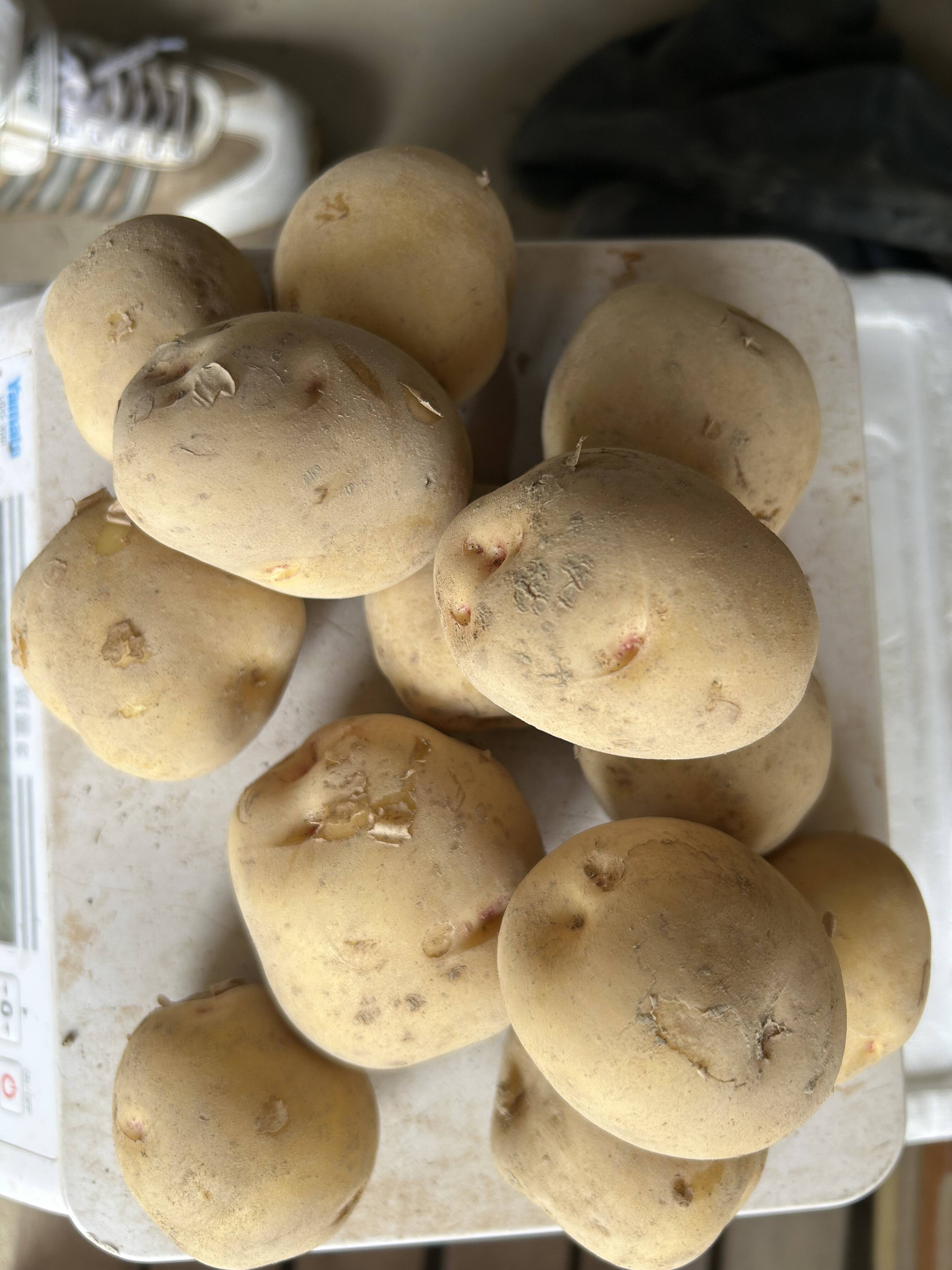甘くてホクホクじゃがいも！(キタアカリ3キロ)：熊本県産のキタアカリ