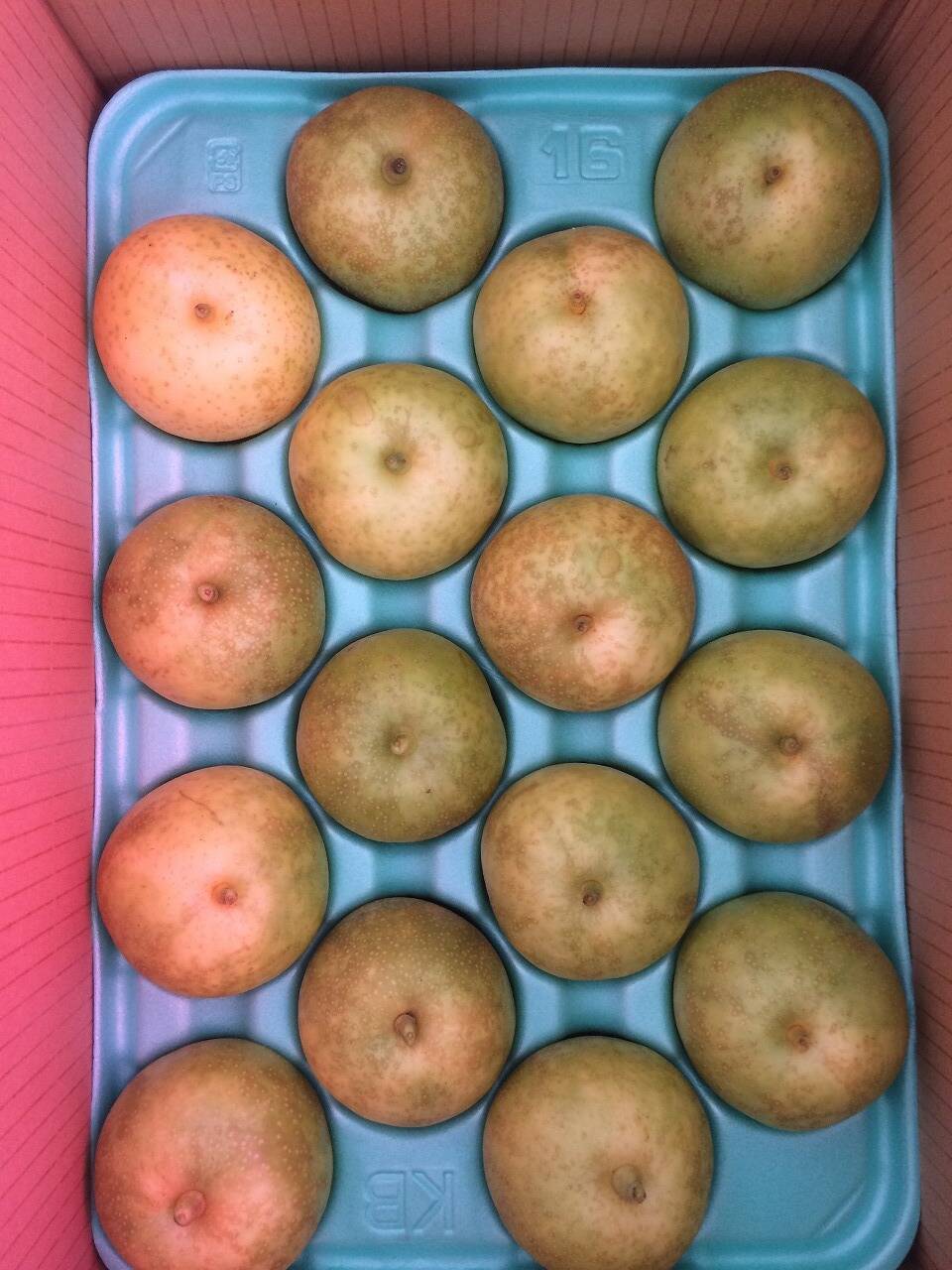 二十世紀梨32玉 家庭用：長野県産の二十世紀梨｜食べチョク｜産地直送