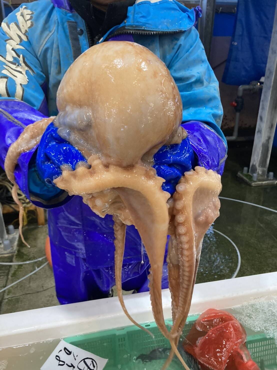 茹でタコ ３キロ前後 北海道産 食べチョク 農家 漁師の産直ネット通販 旬の食材を生産者直送