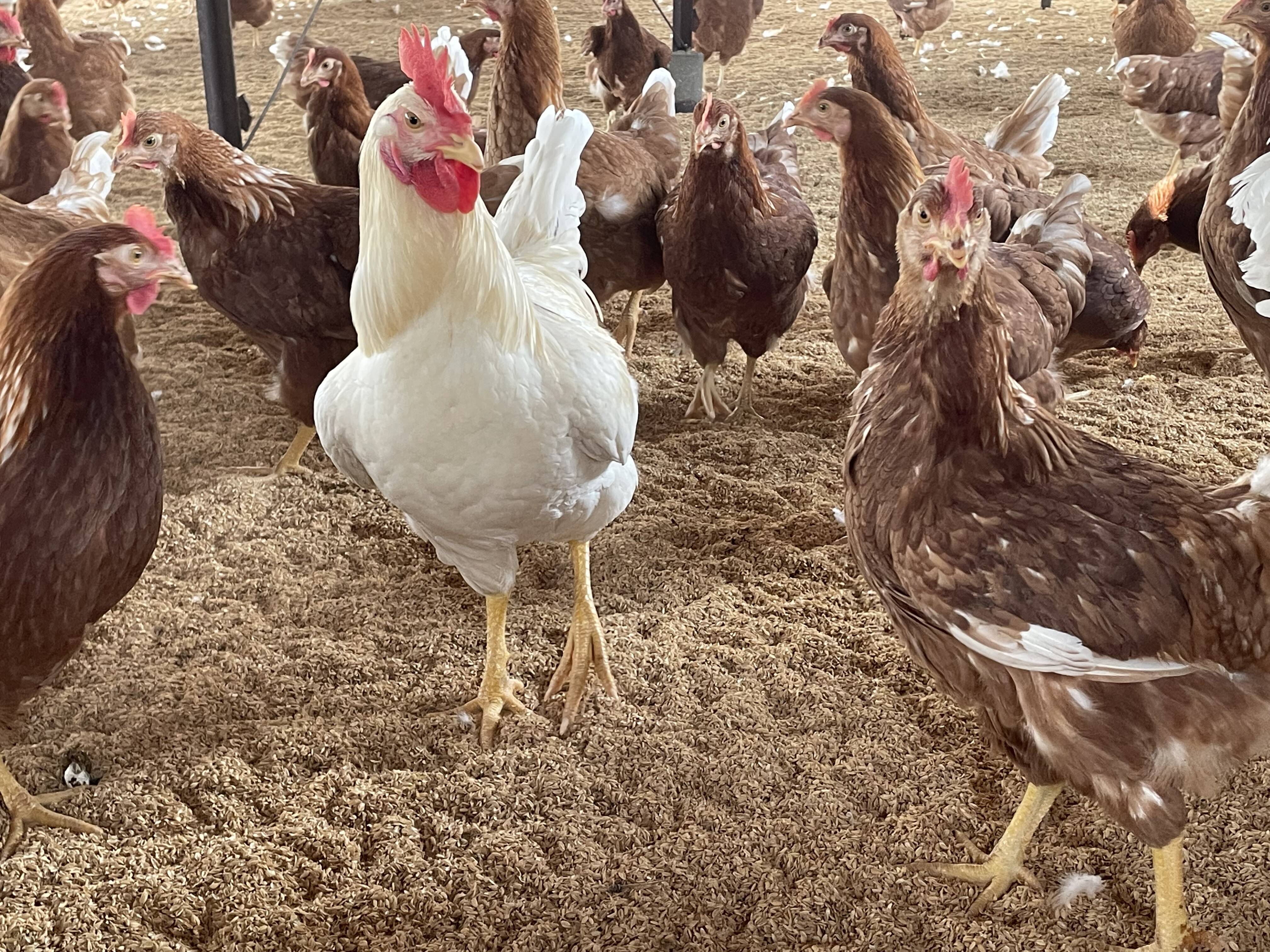 【期間限定】 ちょっと小さめ平飼いたまご50個 酵母を与えて育てた若鶏の小さめたまご（元気たまご）：栃木県産の平飼い｜食べチョク｜産地直送(産直)お取り寄せ通販  - 農家・漁師から旬の食材を直送