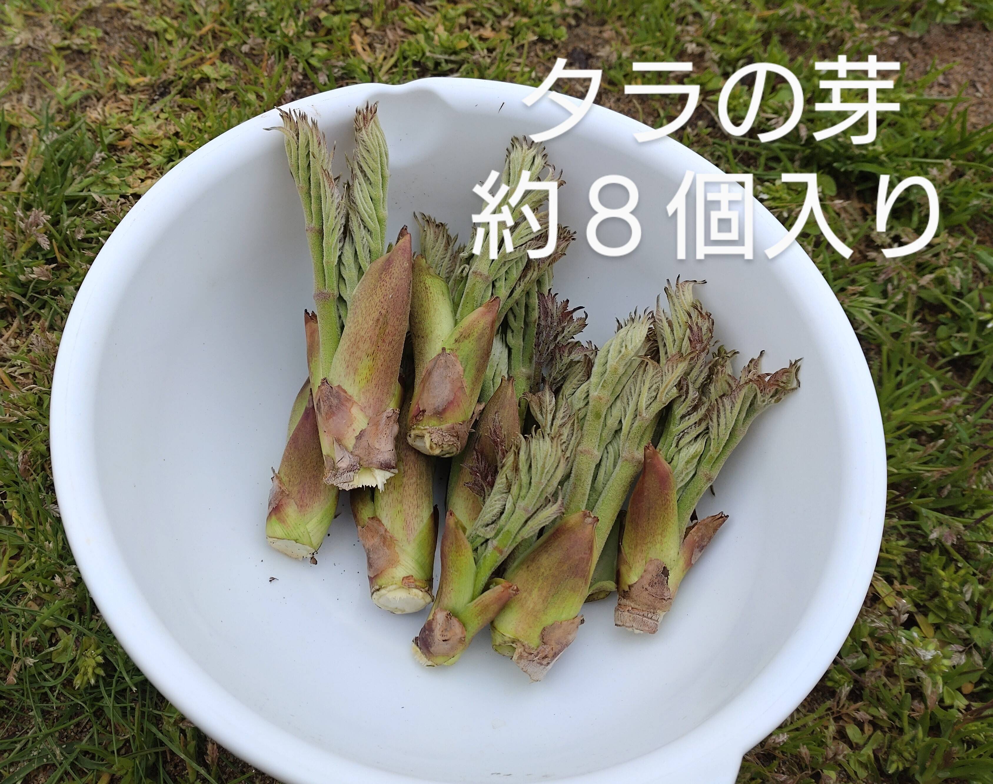 タラの芽 ８本以上：石川県産の野菜｜食べチョク｜産地直送(産直)お