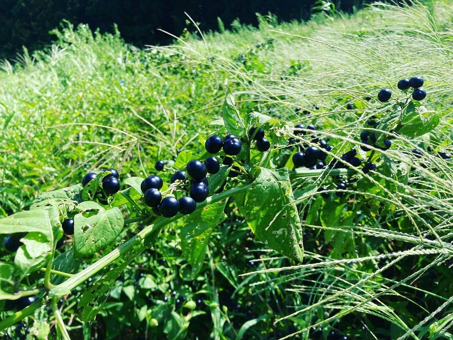 ハックルベリーを知っているか！！？？？｜食べチョク｜産地直送(産直