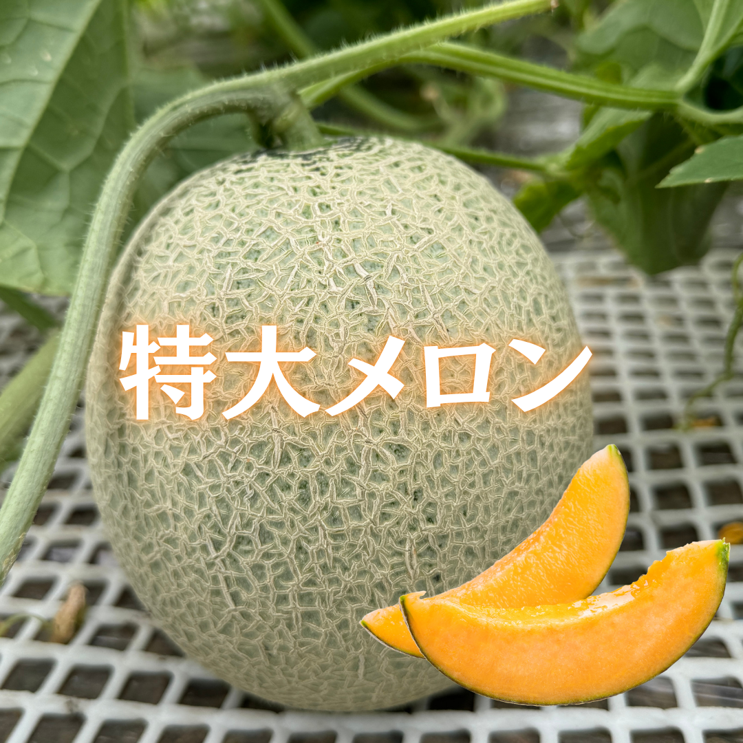 鮮やかな果肉！赤肉らしいコクとすっきりした後味！香り華やかなルピア