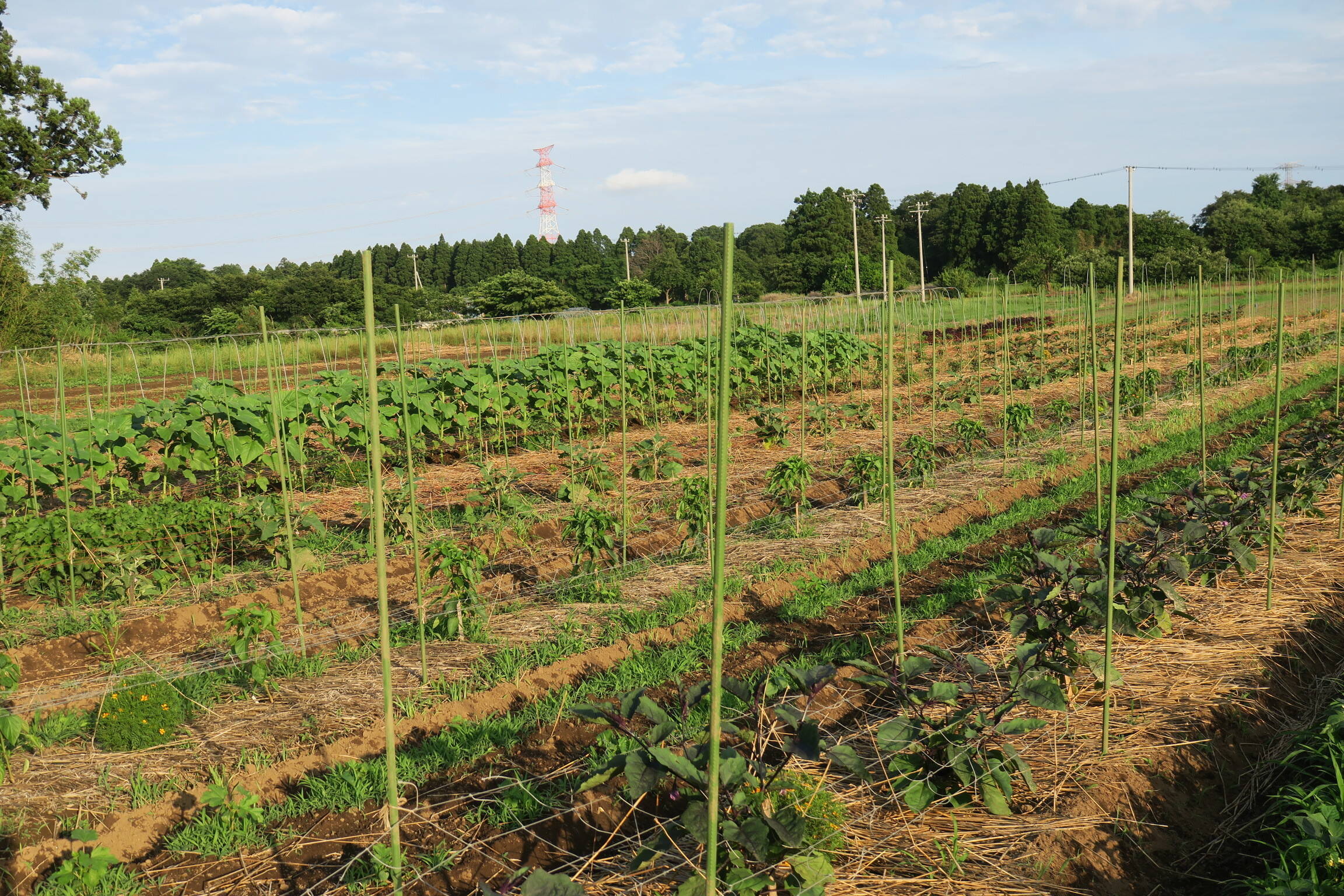 ゆーちゃんふぁーむへのレビュー・商品：千葉県｜食べチョク｜産地直送
