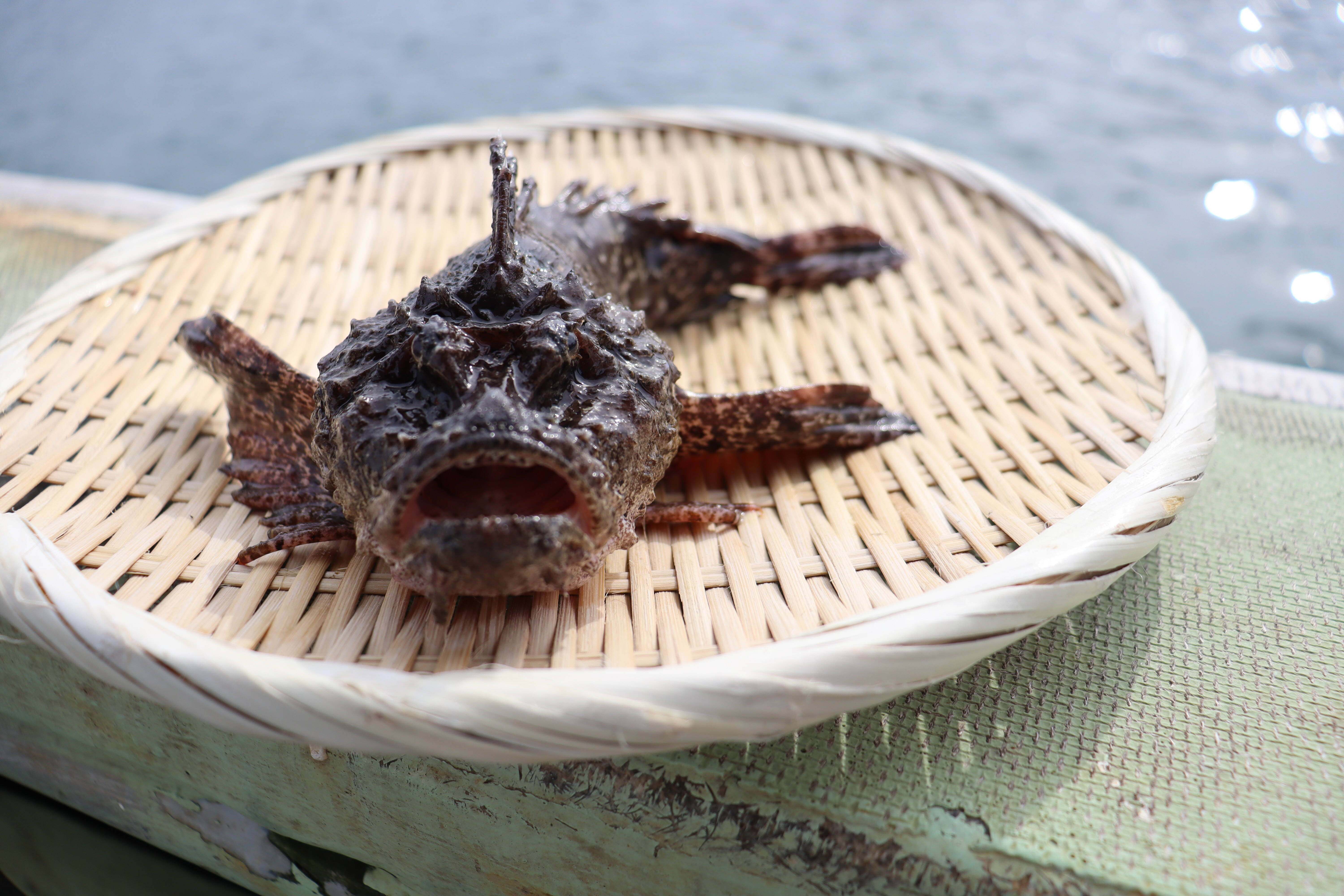 活〆 天然オコゼ 3匹入 1匹当（100~200g）：山口県産のオコゼ｜食べ