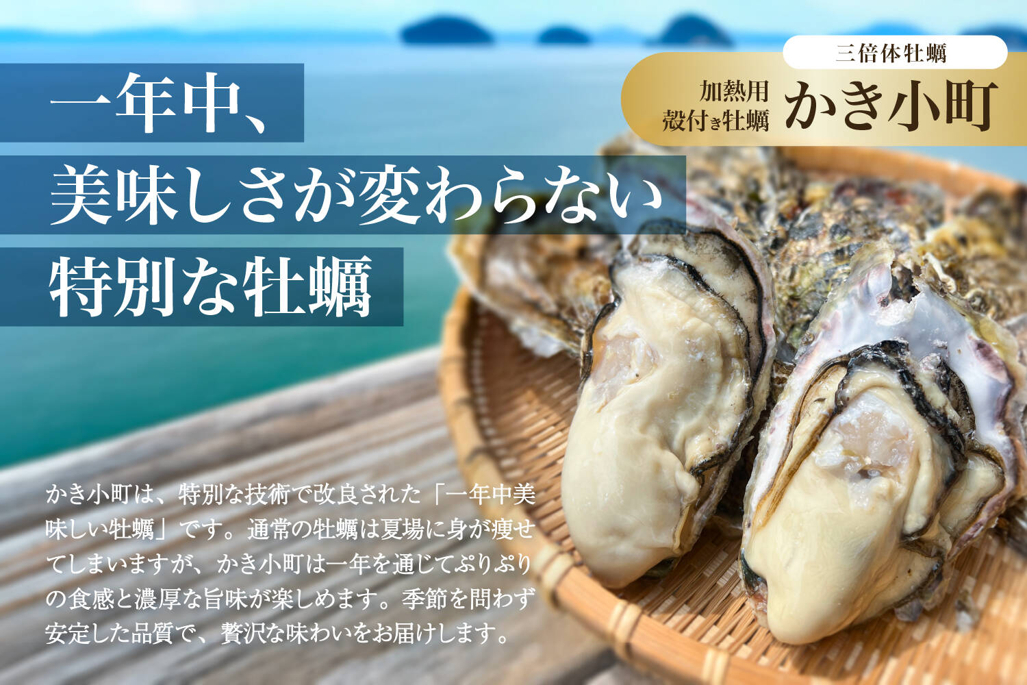 広島産カキ小町（希少品種）殻付き牡蠣 2kg（1年中楽しめる特別な広島