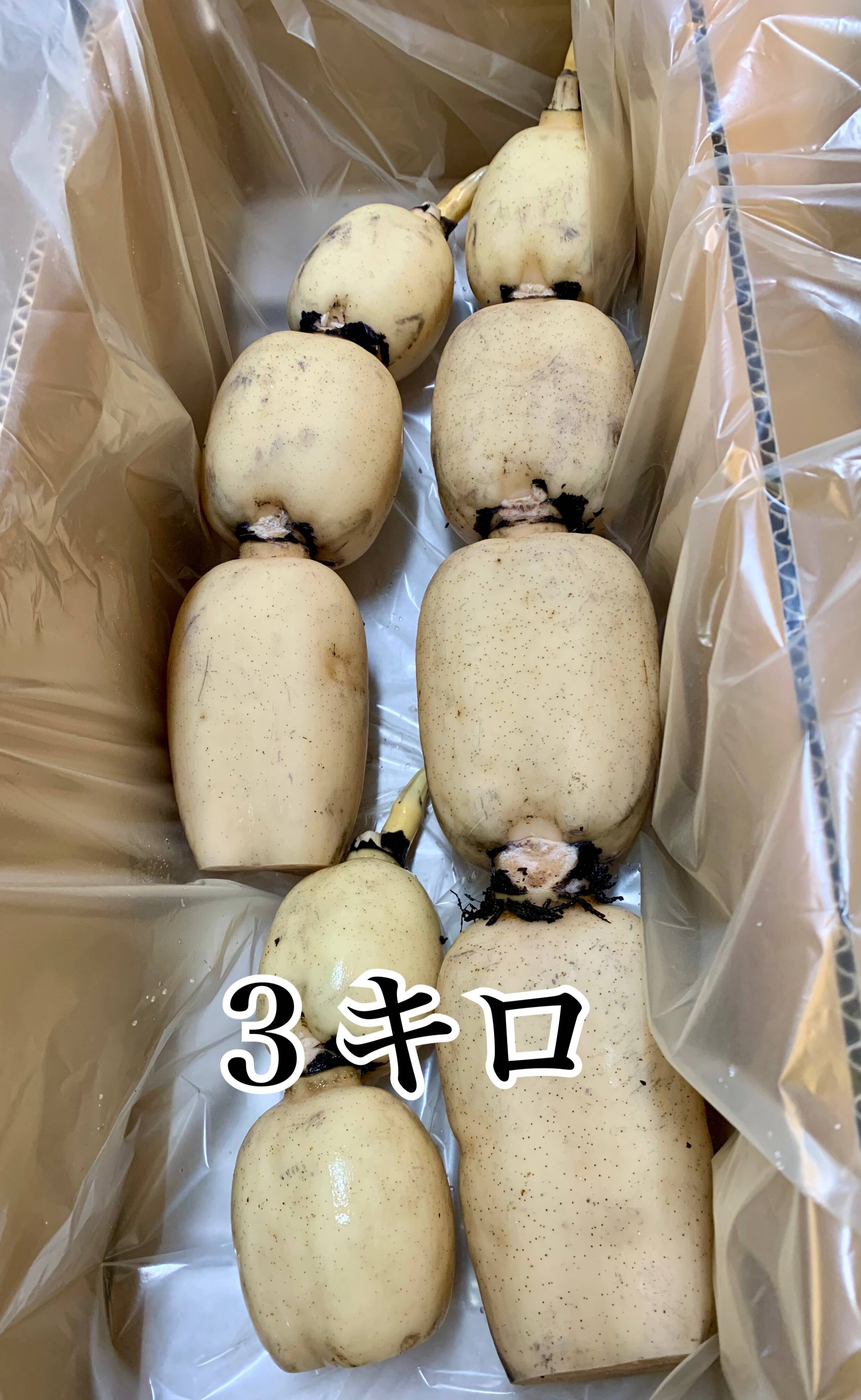 茨城県土浦市ブランド認定『市川蓮根』！！ミシュランガイド掲載店に