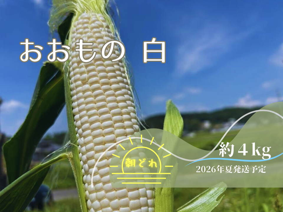 2026年7月予約🌽夏ギフト🎁】 ＼生で食べられる白い宝石🌽／ 中津川産