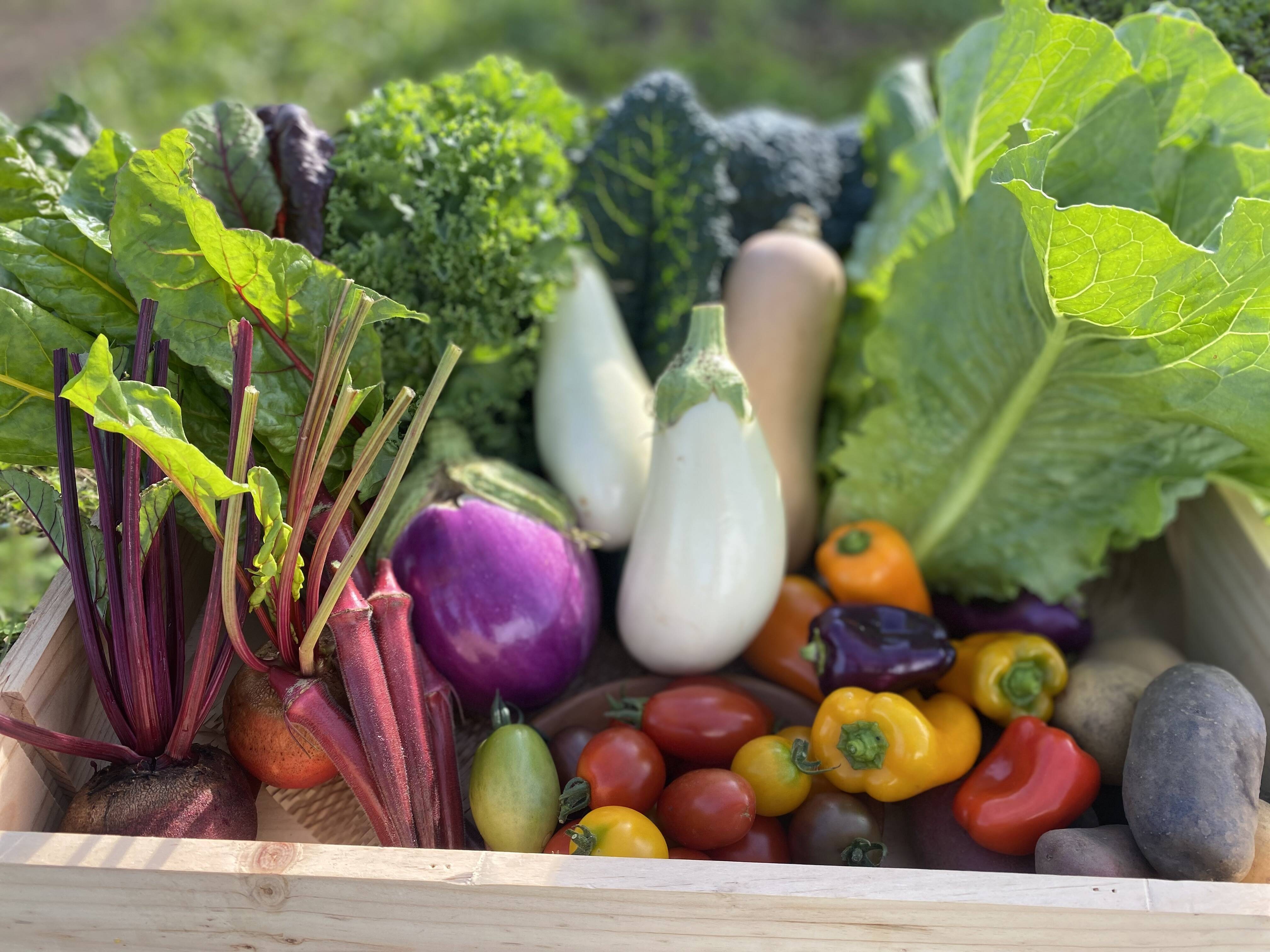 野菜 栽培期間中：農薬不使用】季節の彩り野菜セット Mサイズ：長野県産の