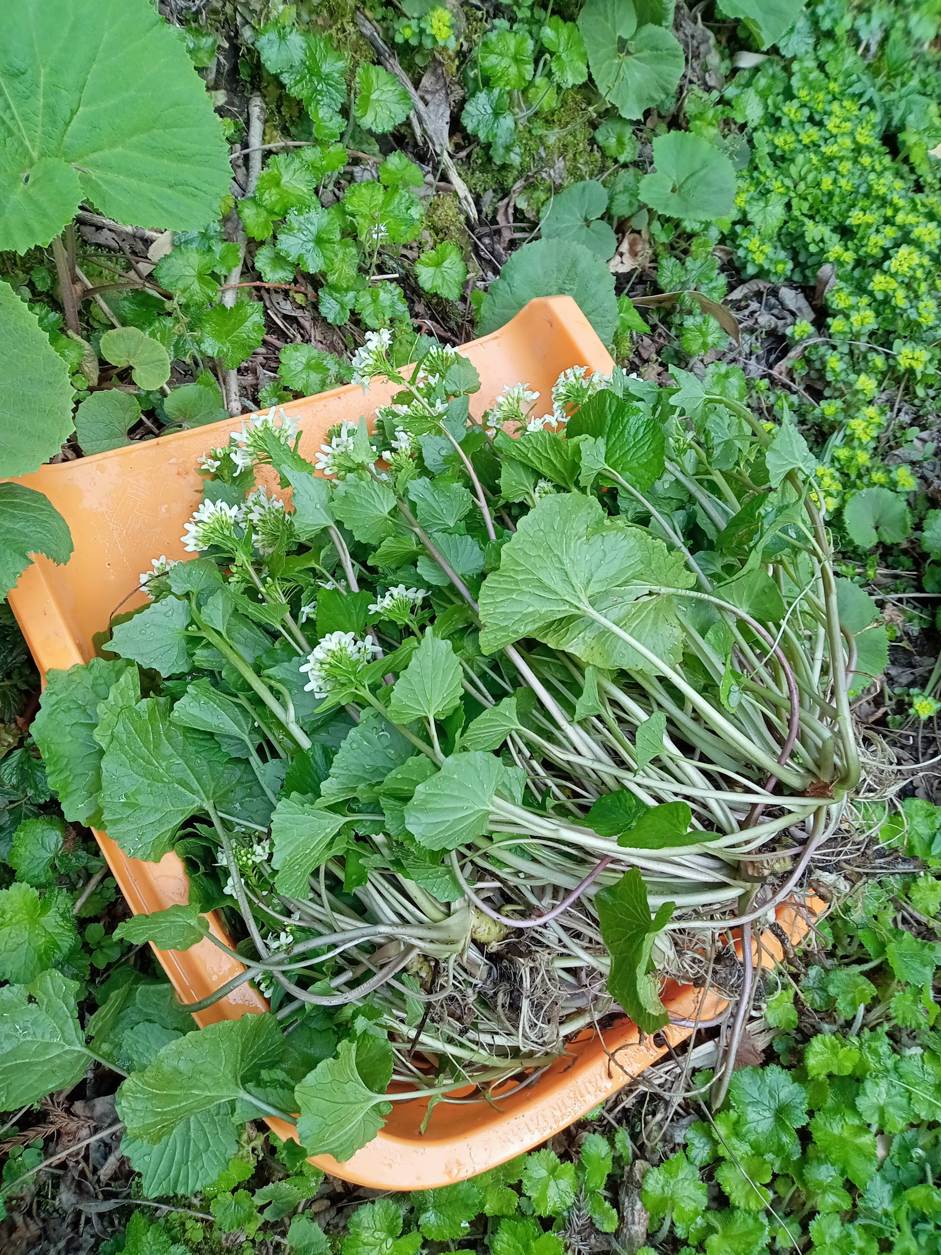 春のしるし天然花わさび200g｜白神山麓より｜ツンとくる春：秋田県産