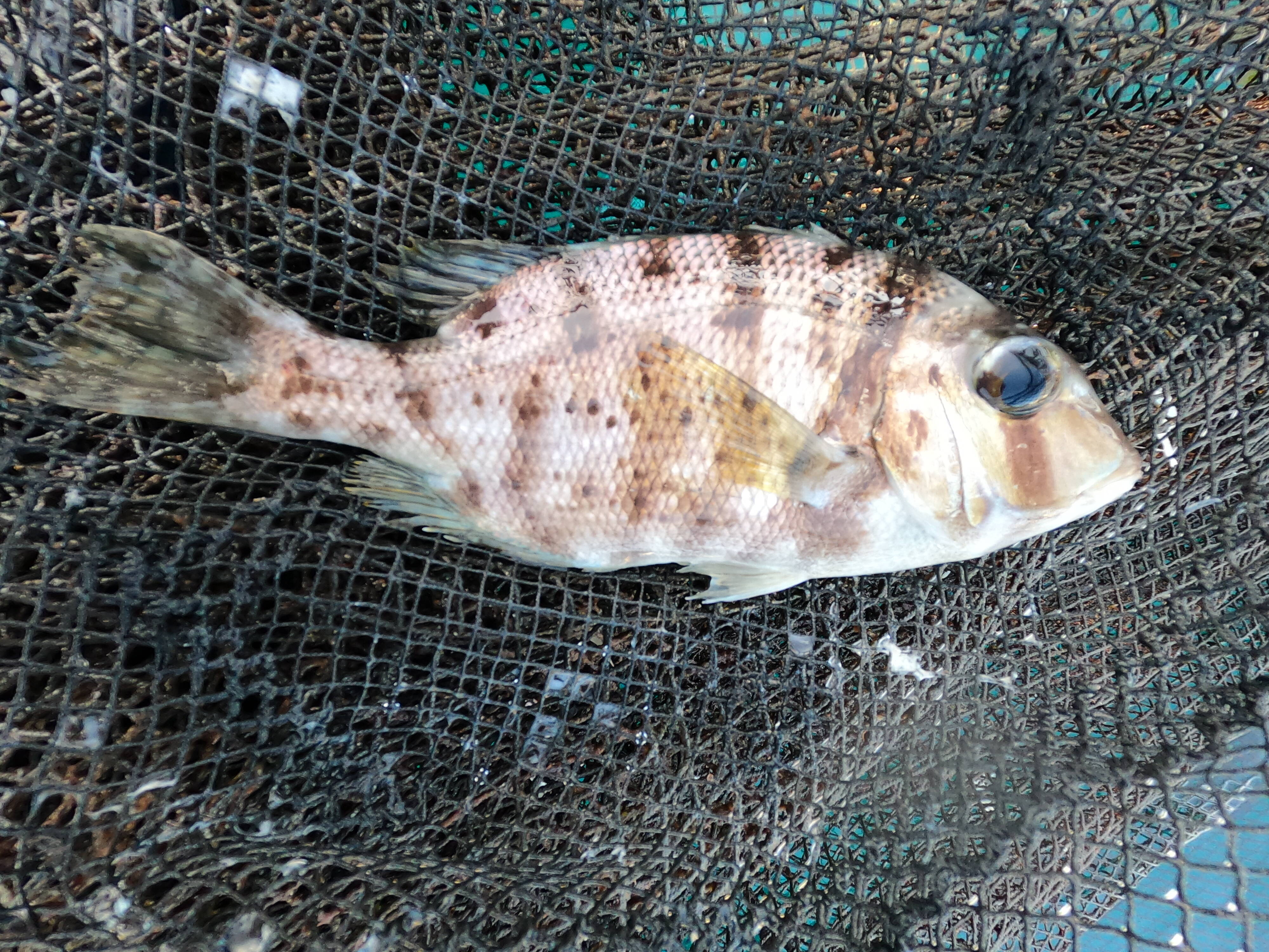 ▽数量限定（良型）【高級魚 天然メイチダイ】 希望があれば1魚種 