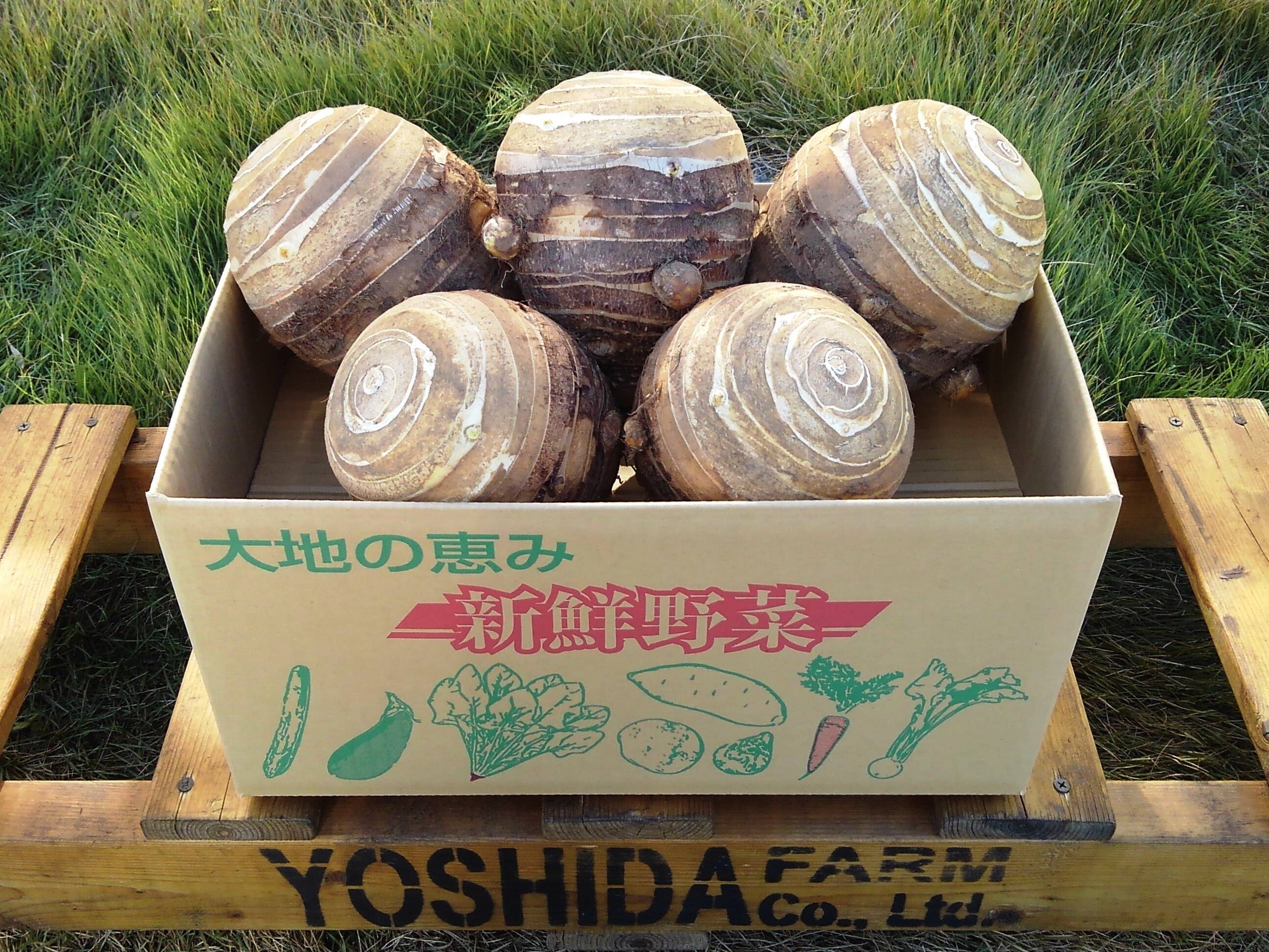 米 千葉産里芋唐芋親芋1箱15kg 4af3109a561b9c14f77e025551b998
