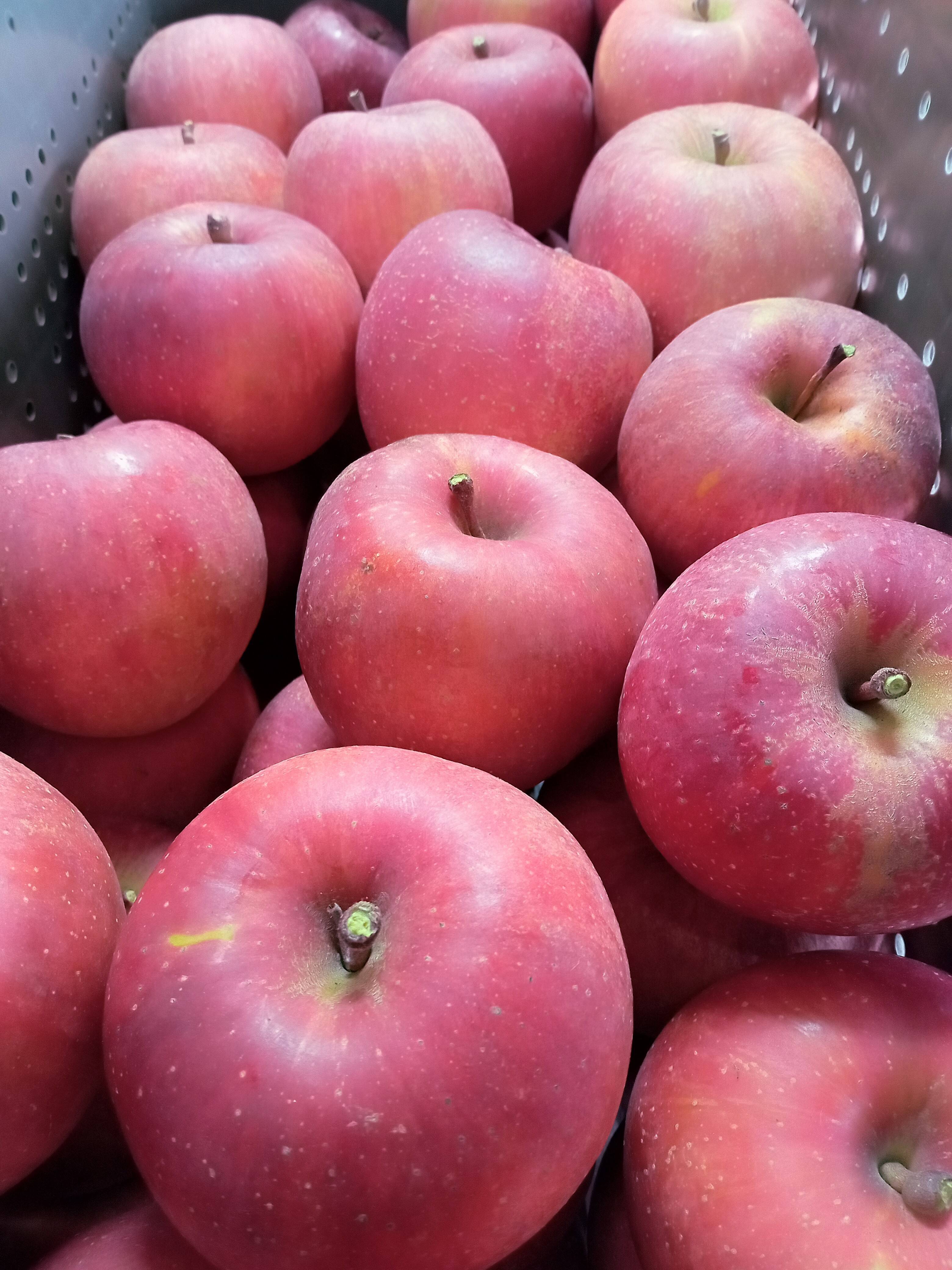 みーちゃん 長野県産 サンふじ 家庭用 約１２kg 信州あづみ野から美味しい「サンふじ」家庭用 約10㎏ （11月下旬