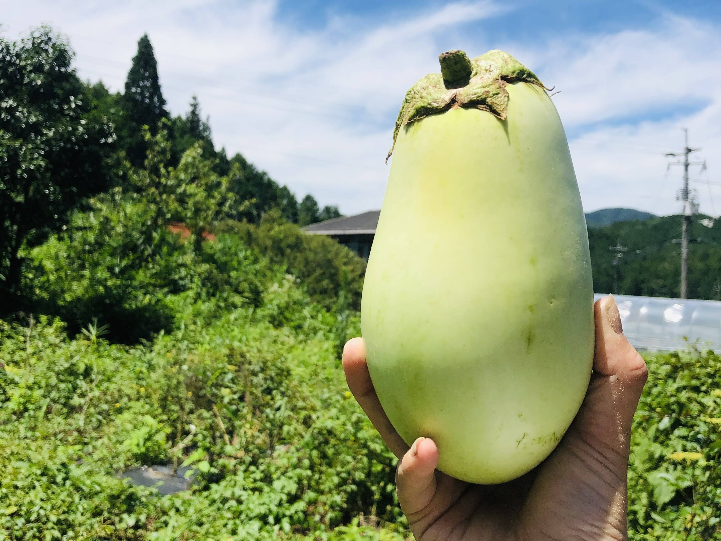 山口県産 ピーマン 野菜詰め合わせセットと同梱で送料無料