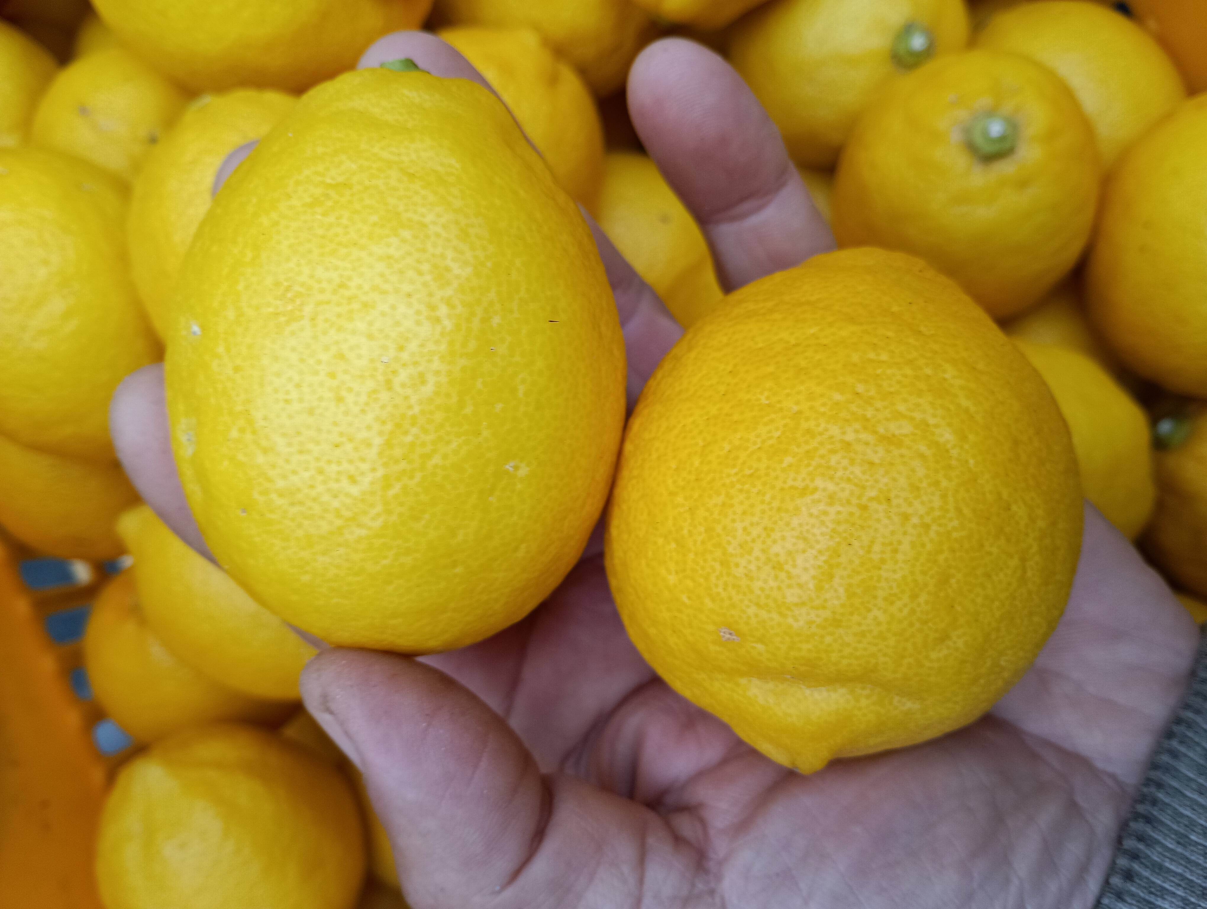 防腐剤、ワックス不使用 皮ごと使用 広島県産綺麗なレモン良品 2kg(約