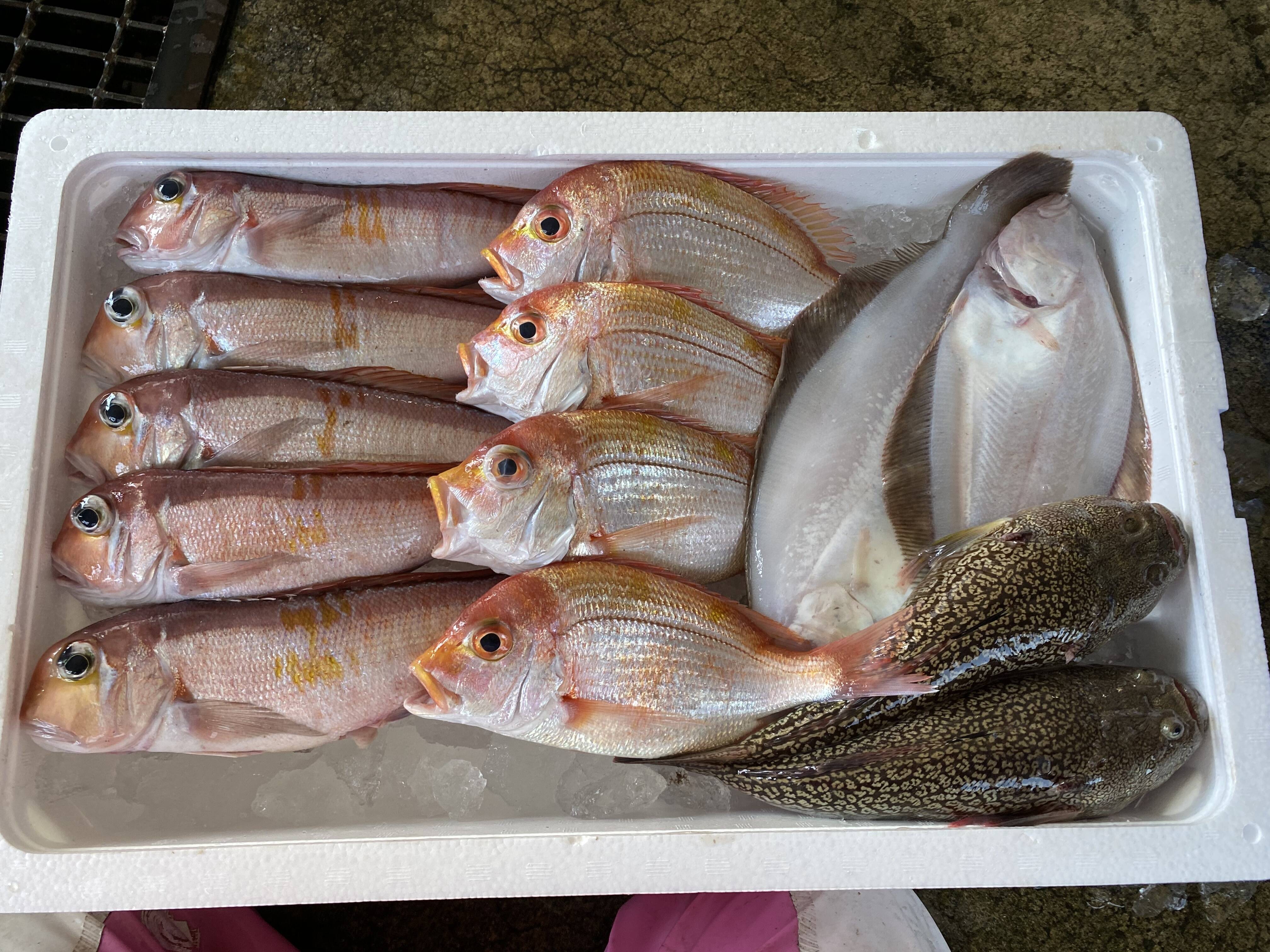 漁師直送 甘鯛と鮮魚詰め合わせ 秋田県産 食べチョク 農家 漁師の産直ネット通販 旬の食材を生産者直送