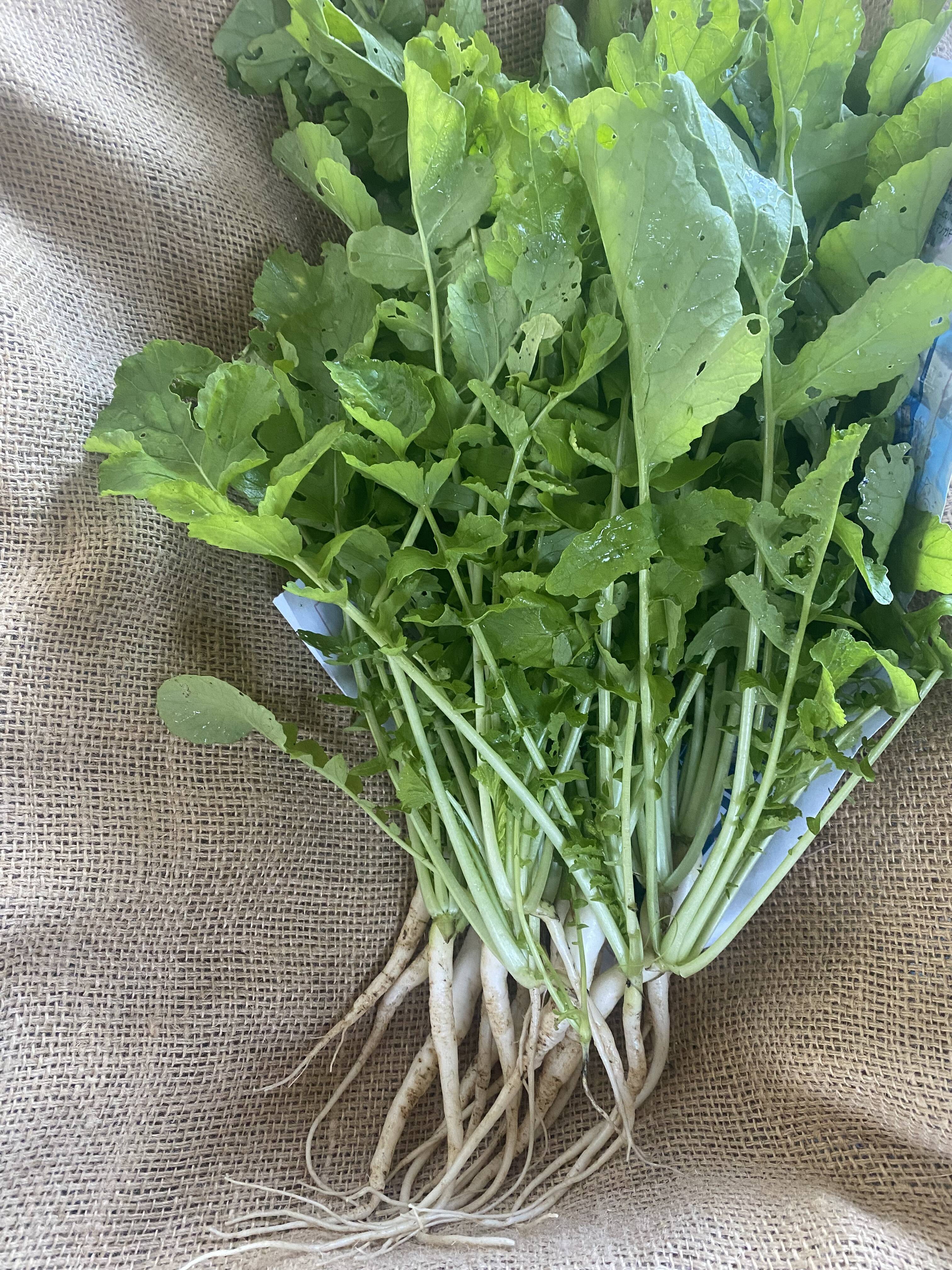 今だから！！大根の間引き菜500g：愛知県産の大根｜食べチョク｜産地