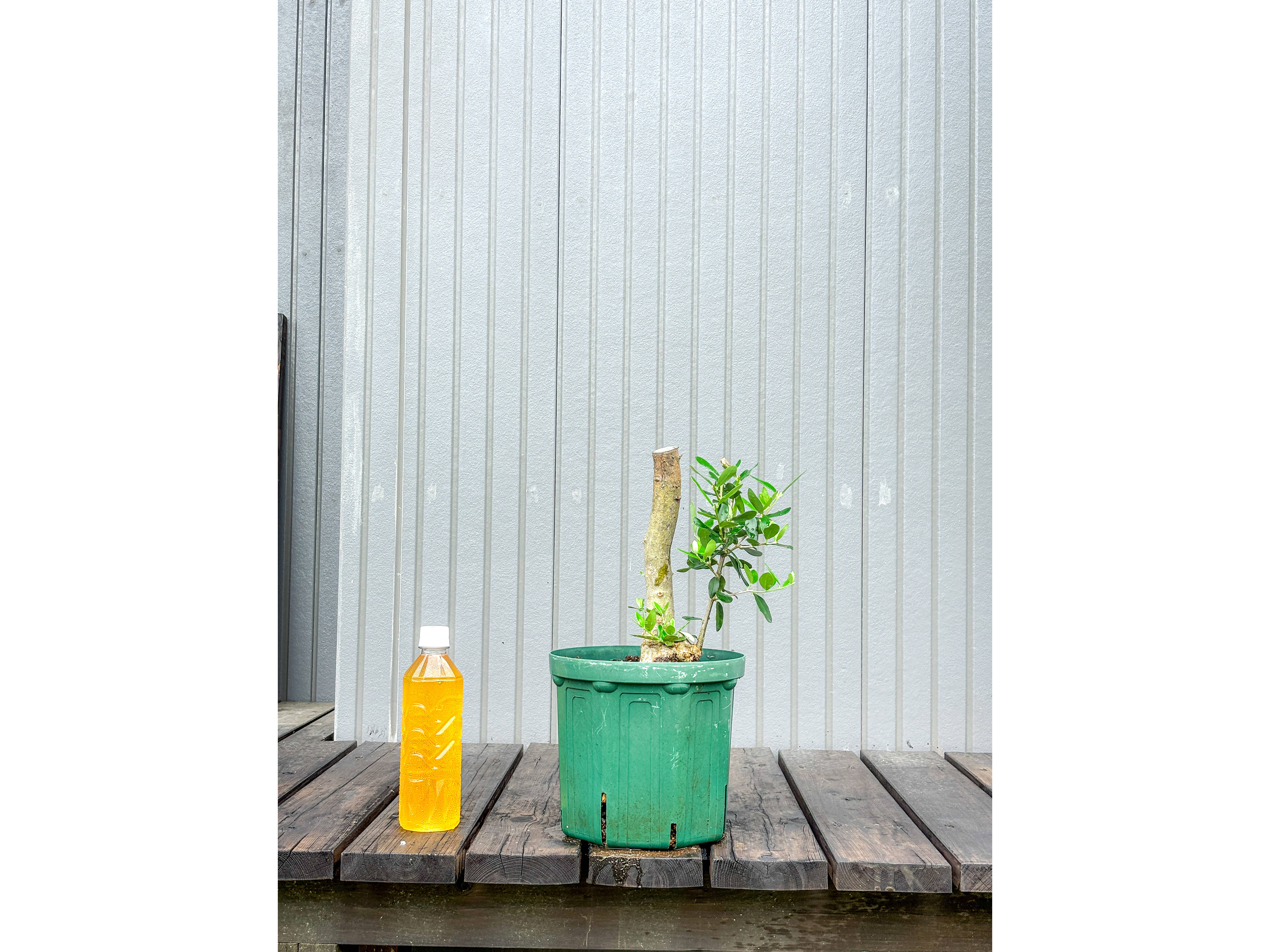 オリーブ 鉢植え ピッチョリーネ｜育てやすい シンボルツリー・盆栽に