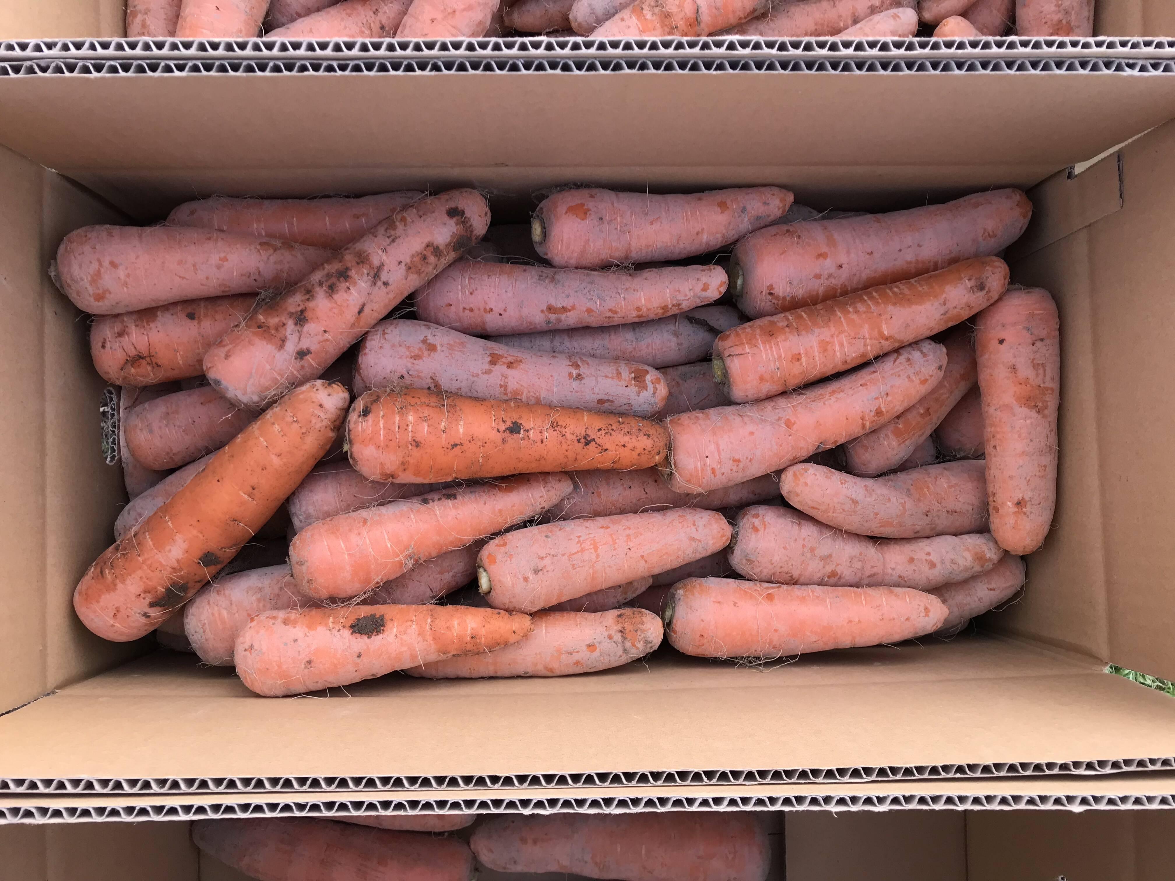 全国総量無料で 土曜日発送 人参 にんにく 紅はるか お野菜セット