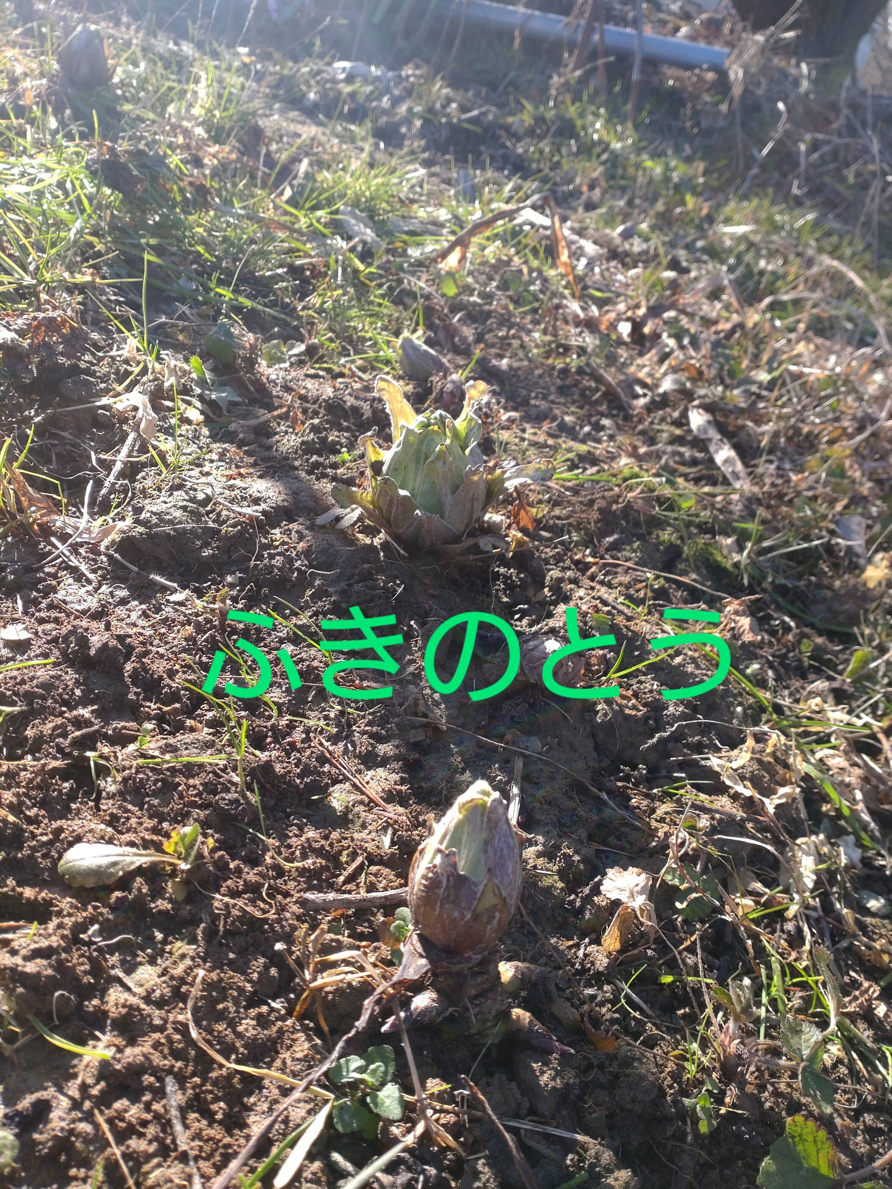 ふきのとう 5個セット 【農薬、除草剤、化学肥料等、不使用の圃場