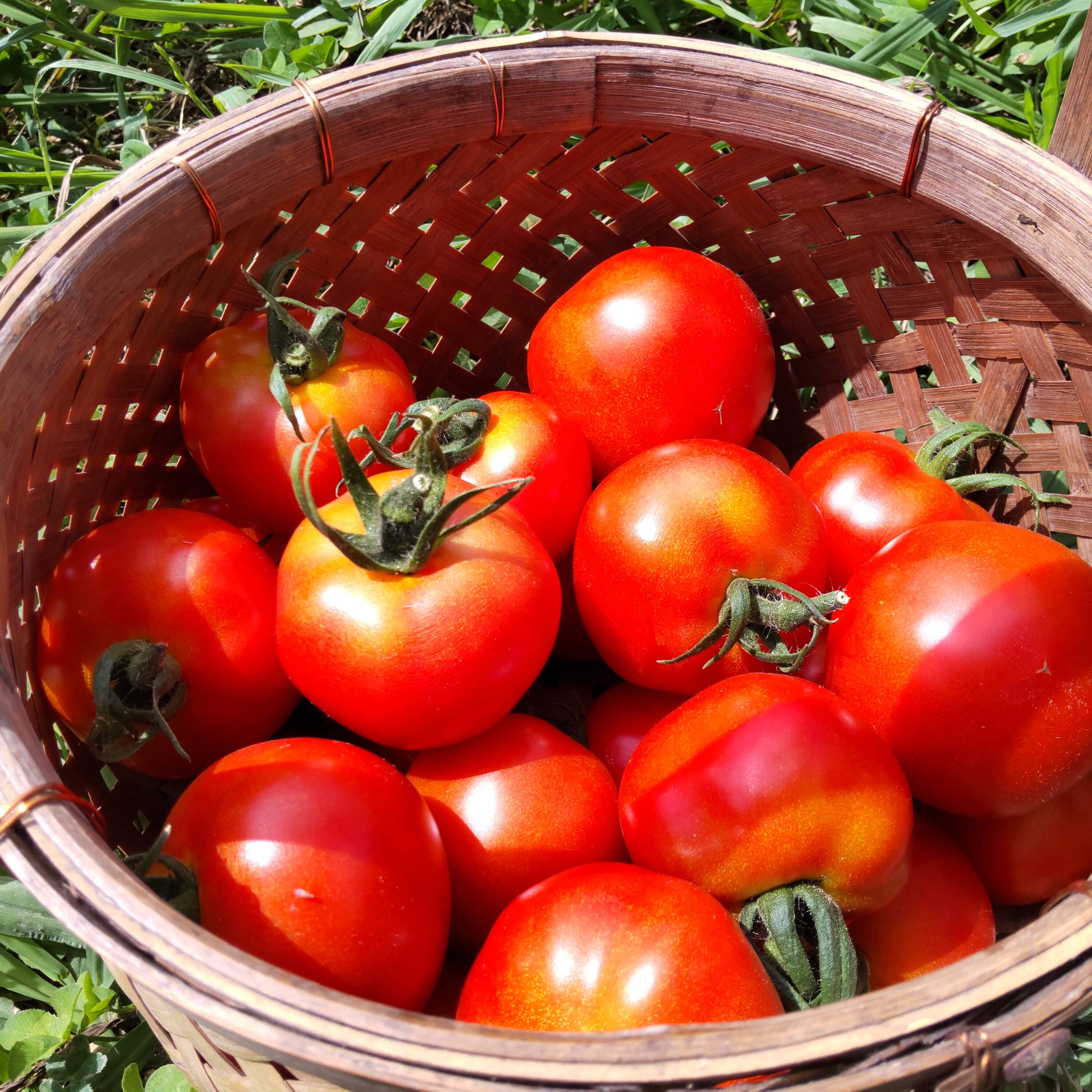 無肥料　トマト　フルーツトマト　自然栽培　4kg