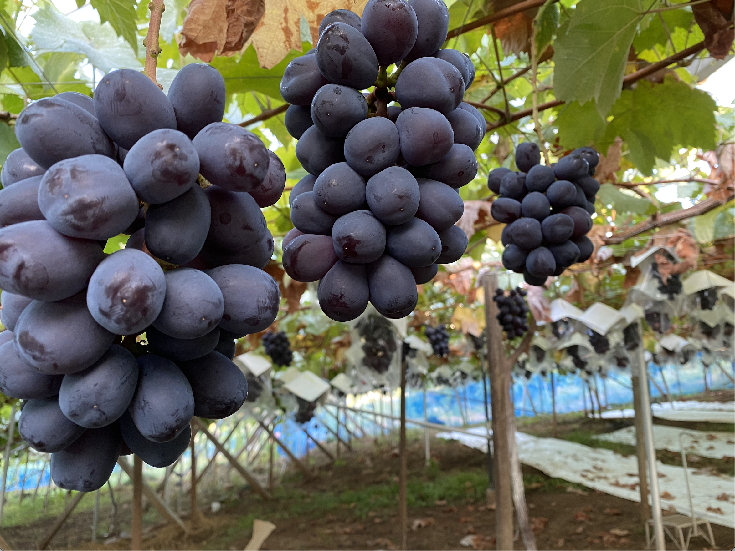 4b70bab25934328475431c7fef4472