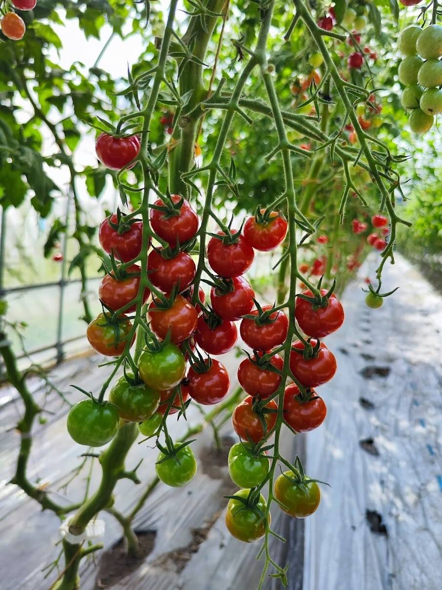 野菜の宝石！【プチぷよとまと】（850g×3箱）約2,6㎏：青森県産のプチ