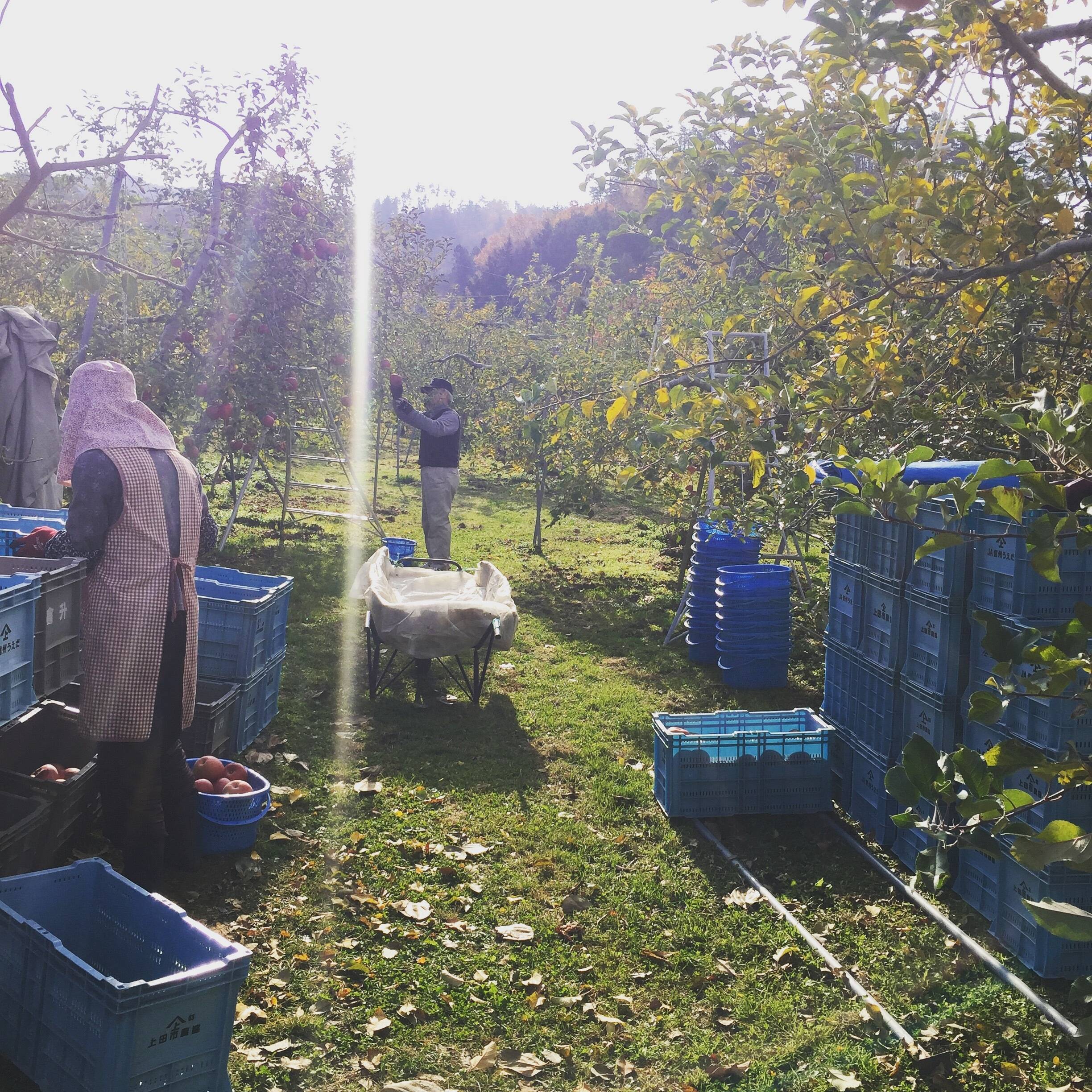 くらます果樹園へのレビュー・商品：長野県｜食べチョク｜産地直送