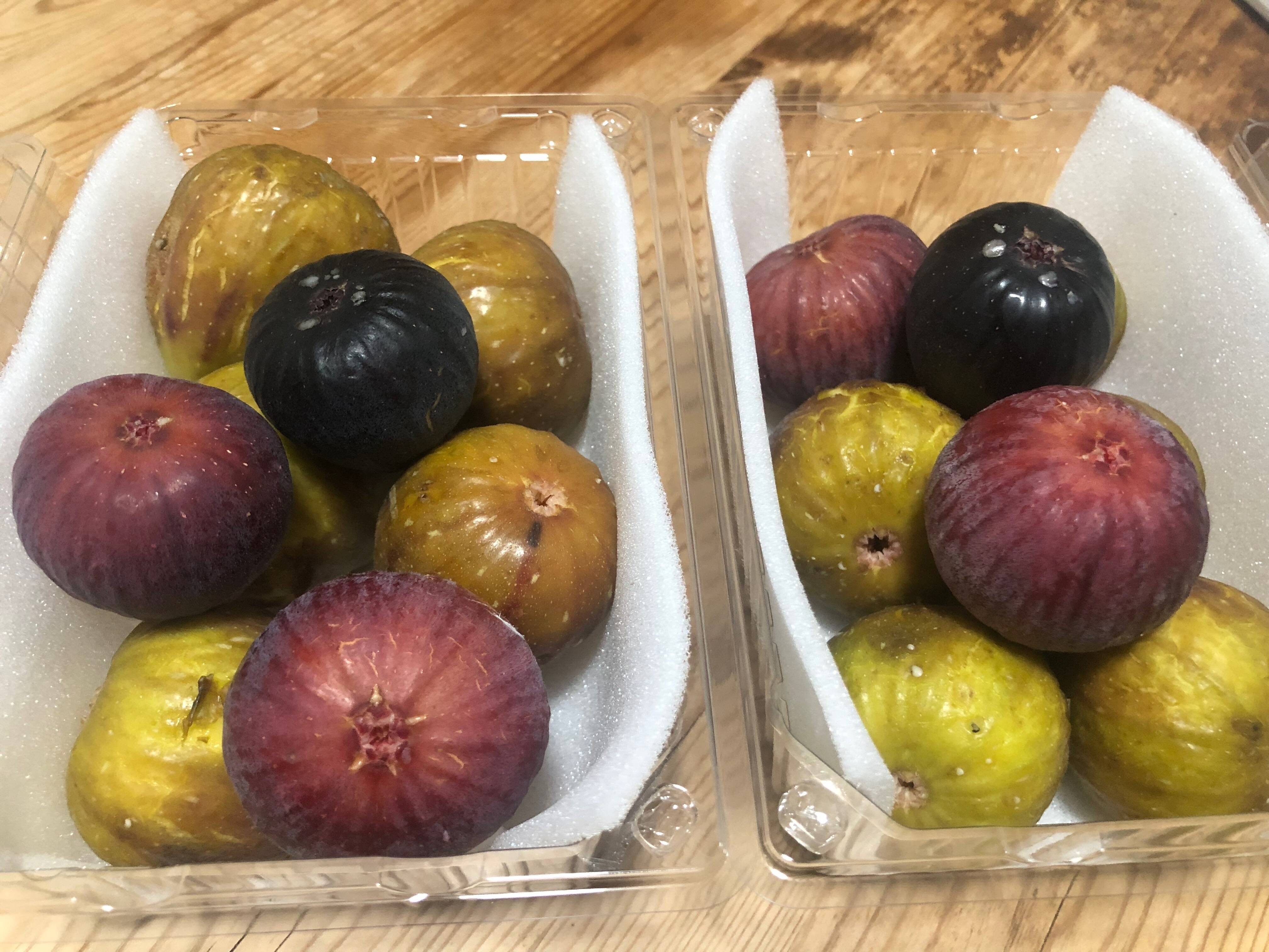 Becane（ベカーヌ ） 収穫確認済み イチジク苗 イチジクの品種一覧