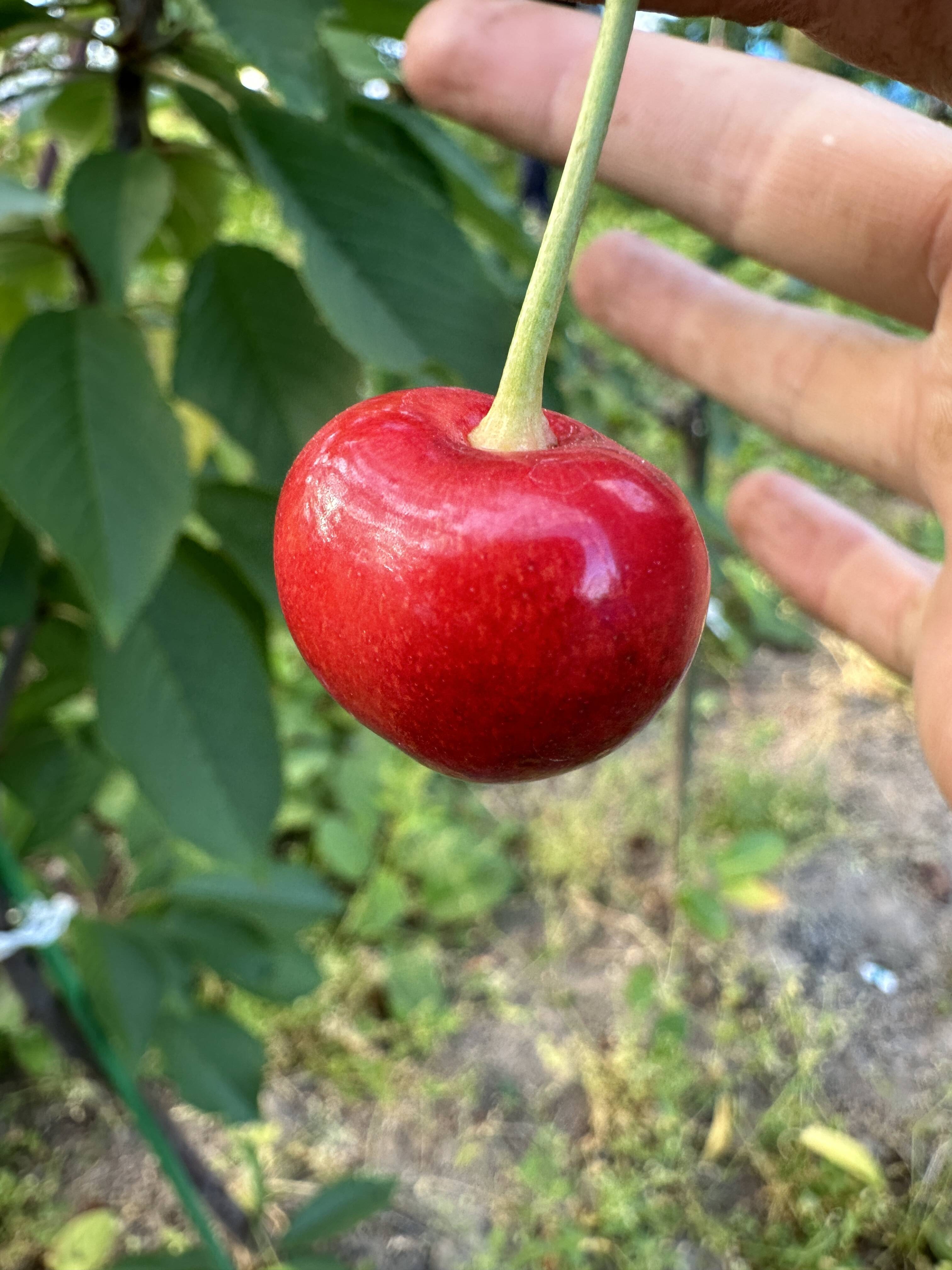 ミニやまがた紅王 】さくらんぼ 山形県天童産 500g 【 L.LL混合:味は最