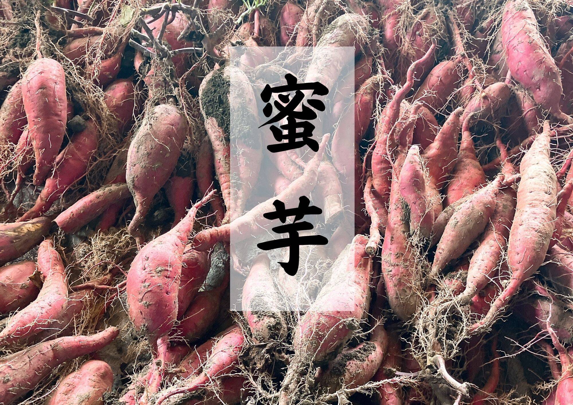 熟成蜜芋 蜜芋 (2㎏) シルクスウィート さつまいも サツマイモ：長野県