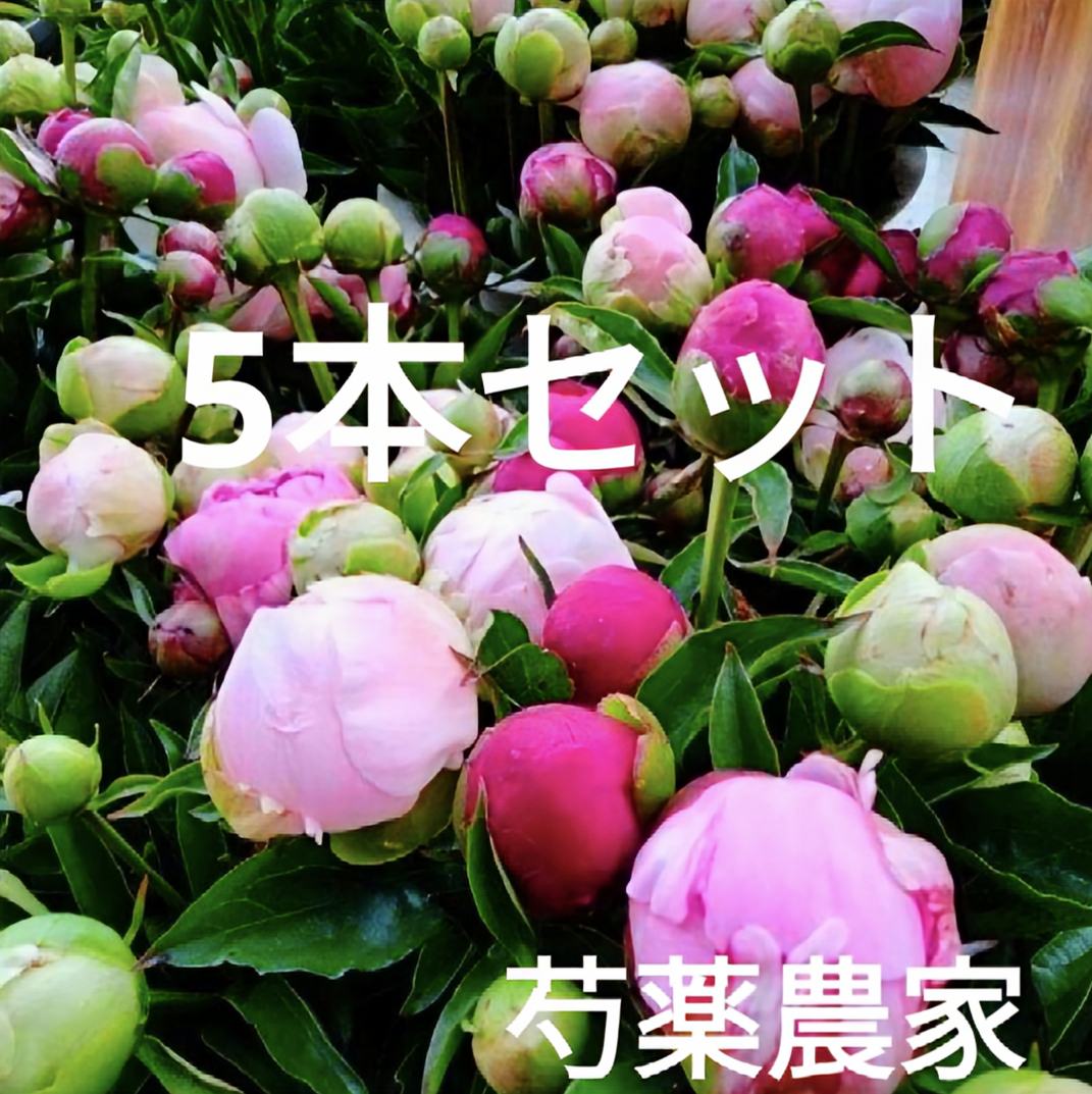 日付指定不可】農家直送！芍薬(シャクヤク）おまかせミックス 5本