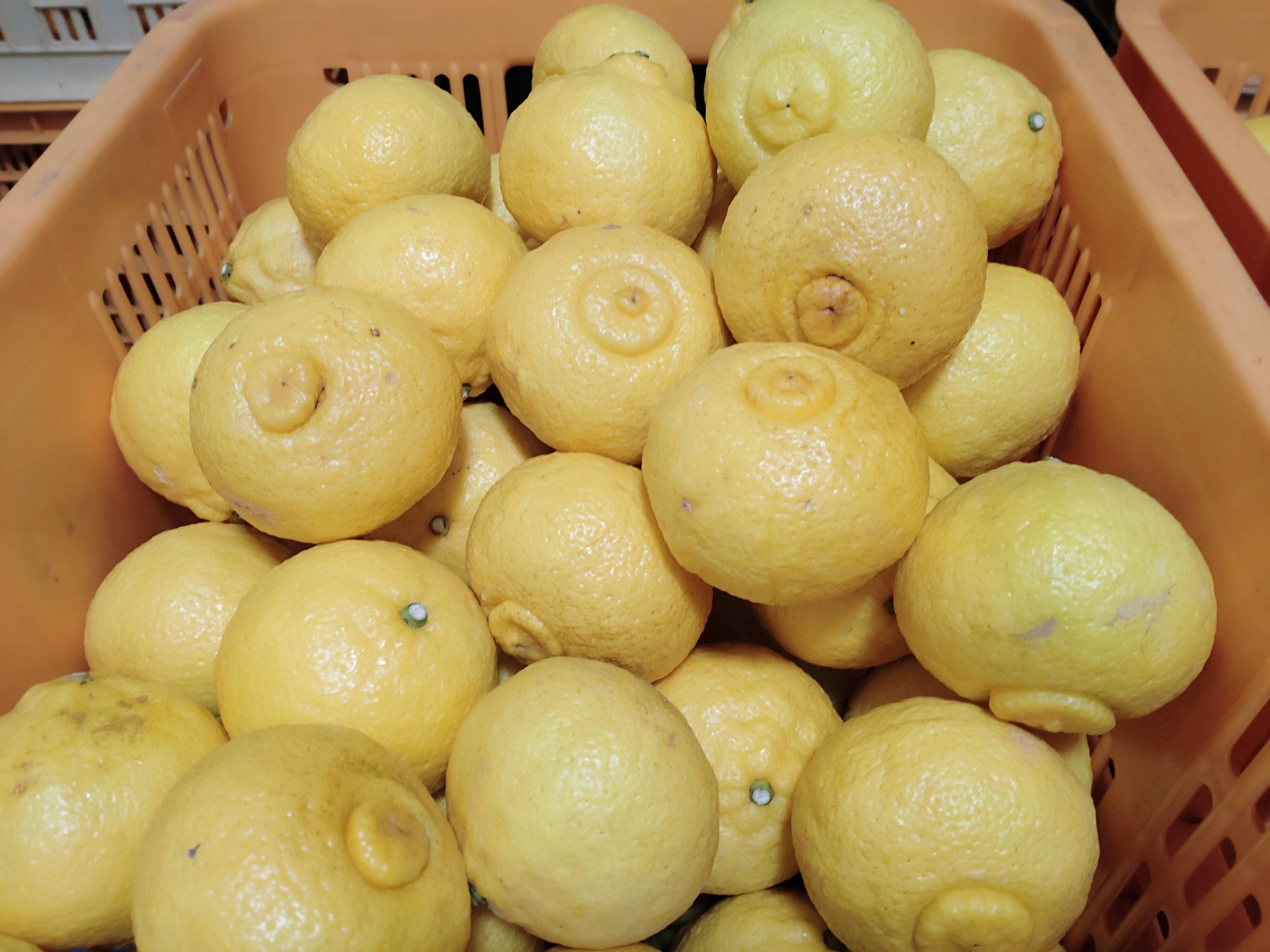 値下げ！！【訳あり】ジュース加工 広島県産 はるか 9.5kg(箱込み